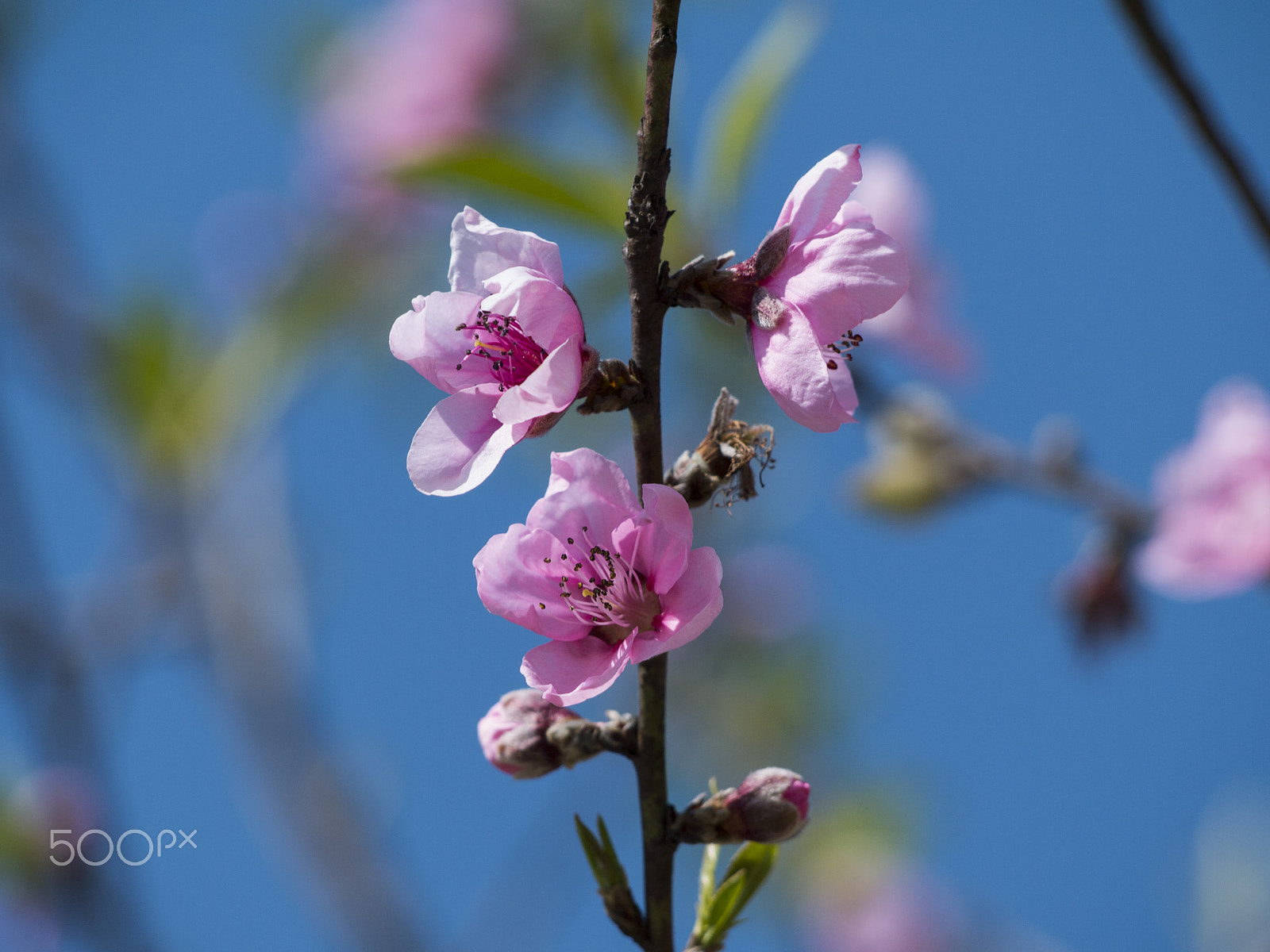 Panasonic Lumix DMC-GF5 sample photo. Peach flowers photography