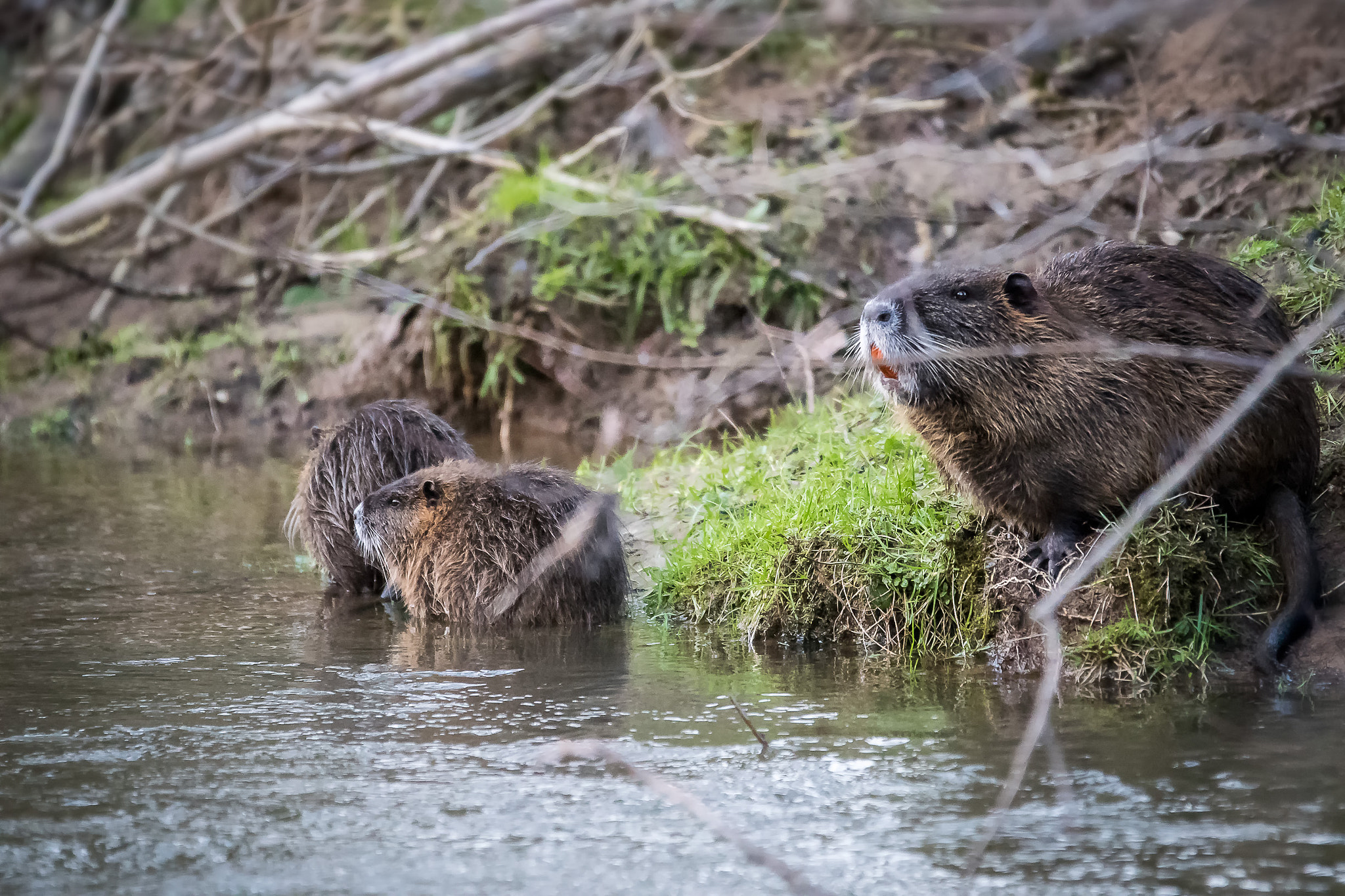 Sigma 120-400mm F4.5-5.6 DG OS HSM sample photo. Sortie en famille photography