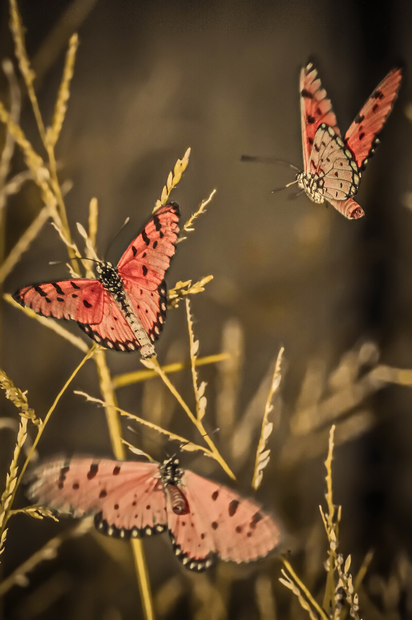 Sigma 150mm F2.8 EX DG Macro HSM sample photo. Swarm of acraea violae photography