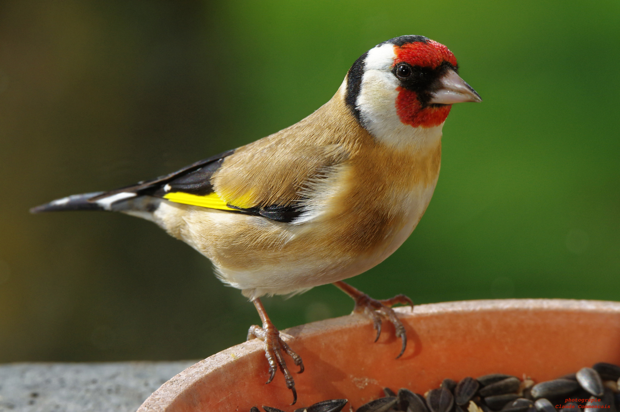 Sigma 50-500mm F4.5-6.3 DG OS HSM sample photo. Le chardonneret photography