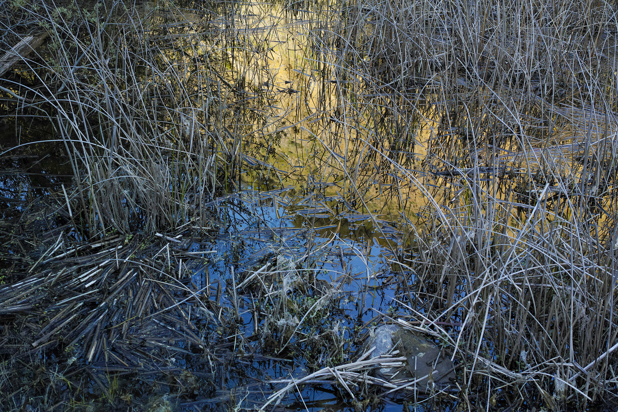 1007 sample photo. Oakland hills in marsh refelection photography