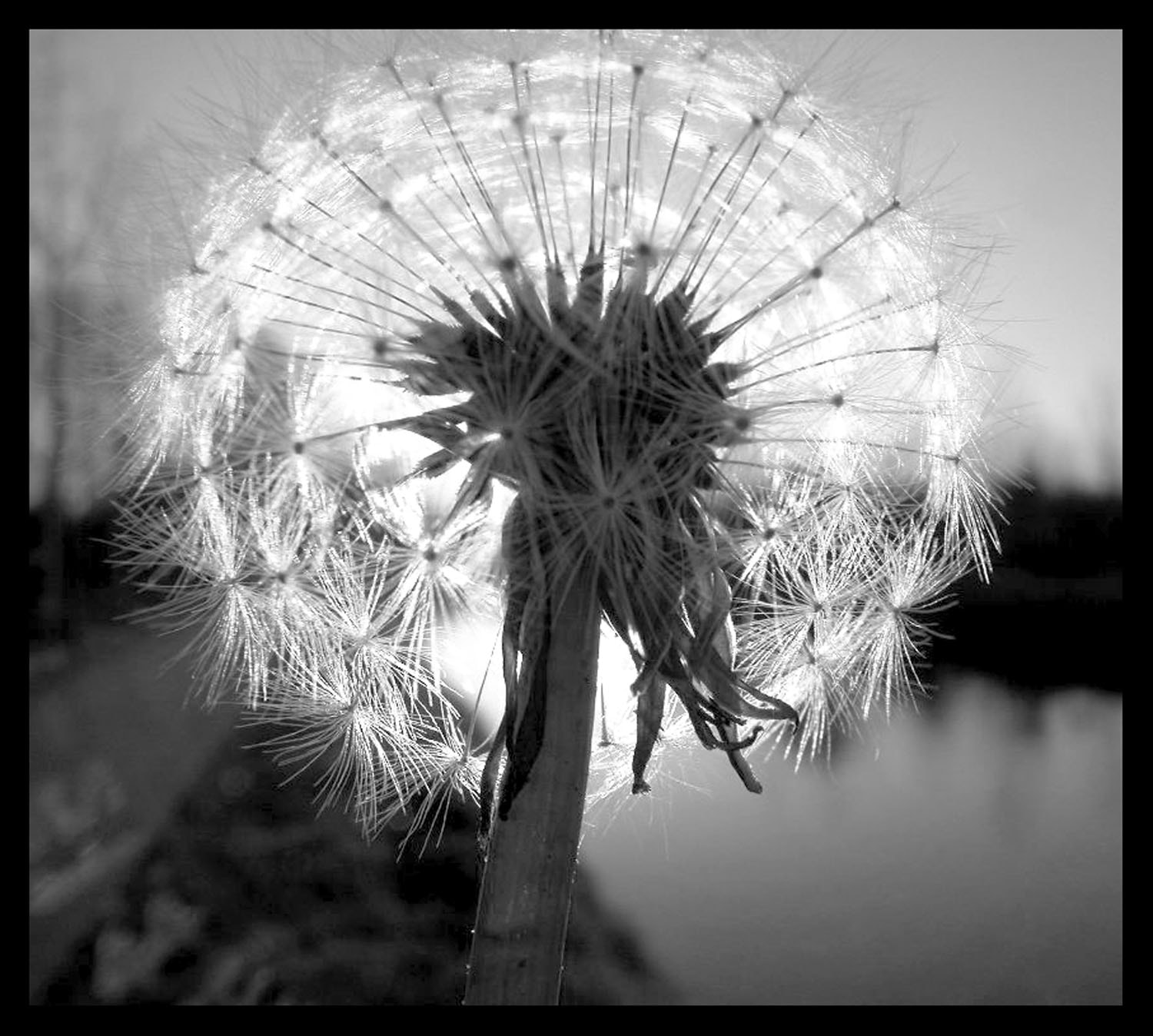 Nikon E5000 sample photo. Dandelion photography