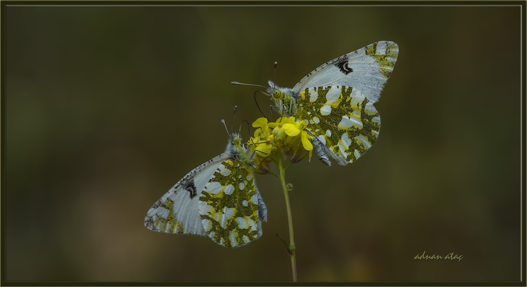 Sigma 50-500mm F4.5-6.3 DG OS HSM sample photo. Dağ Öyklosu - eastern dappled white - pearl white - euchloe ausonia photography
