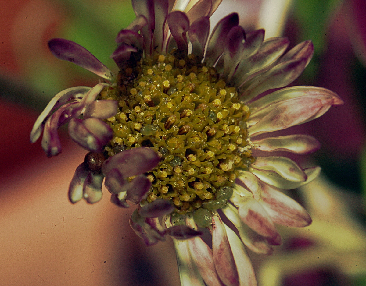 AF Zoom-Nikkor 35-70mm f/3.3-4.5 N sample photo. # photography