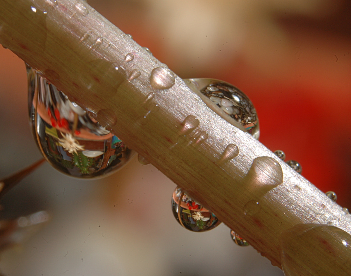 AF Zoom-Nikkor 28-80mm f/3.3-5.6G sample photo. # photography