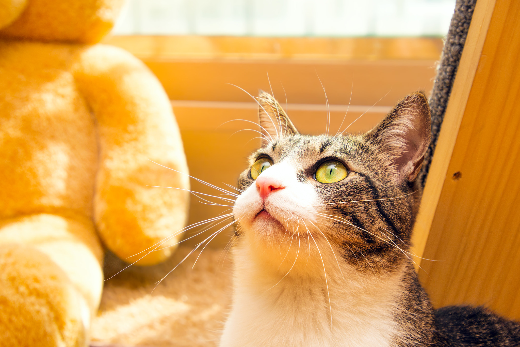 Olympus PEN E-P5 sample photo. My lovely cat photography