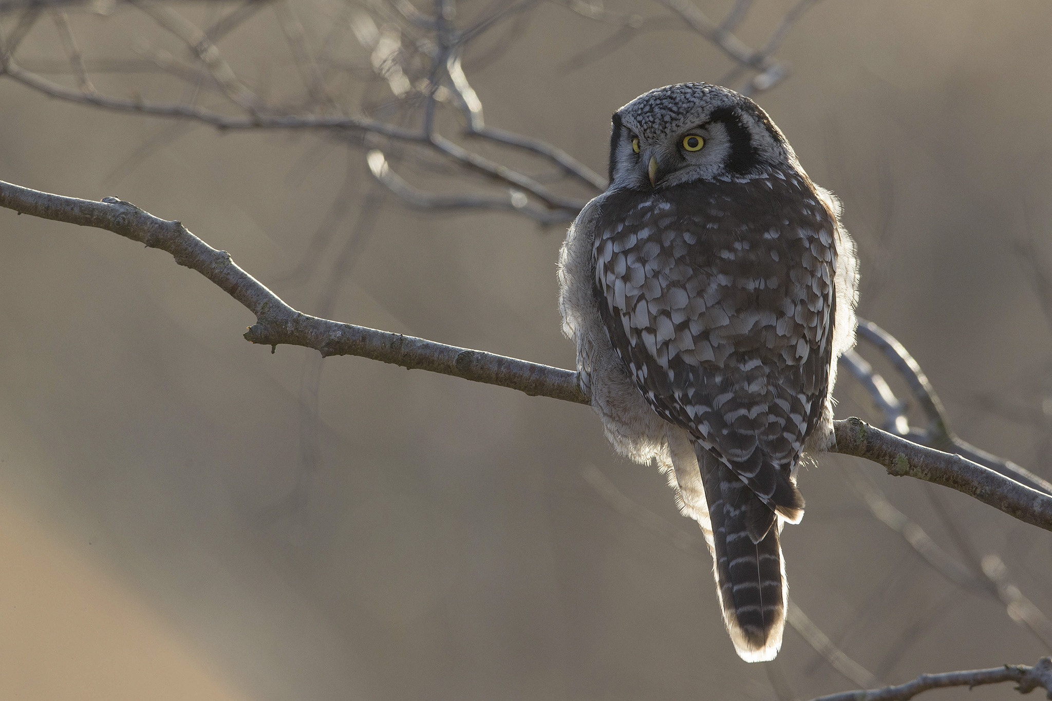 Canon EOS-1D X + Canon EF 600mm f/4L IS sample photo. Northern hawk owl photography