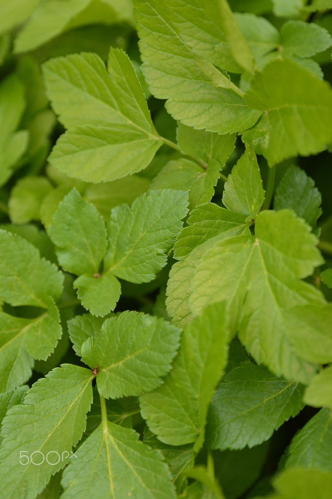 Tamron SP 24-70mm F2.8 Di VC USD sample photo. Leafs photography