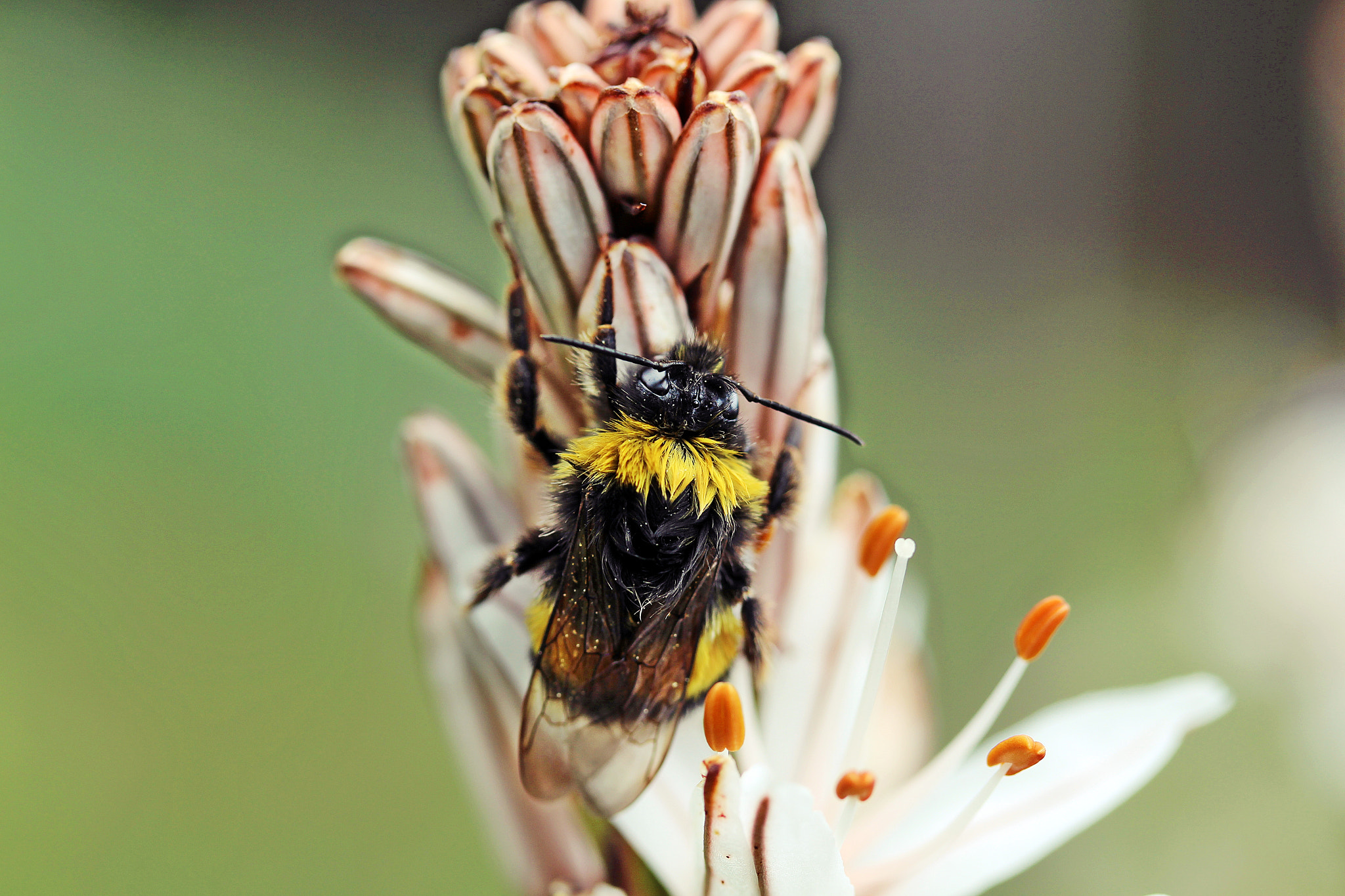 Canon EF-S 60mm F2.8 Macro USM sample photo. Where is my umbrella? photography