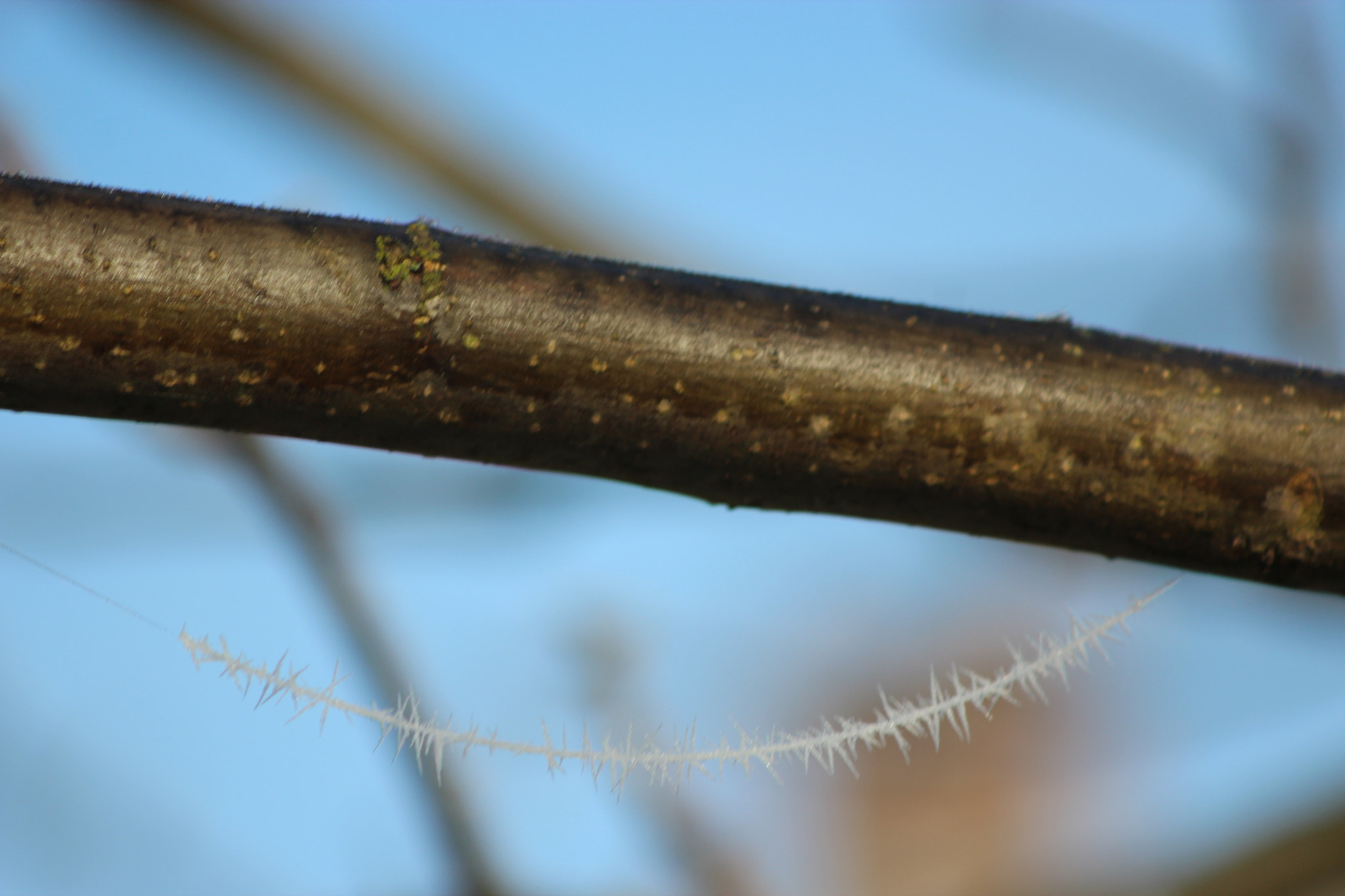 Canon EF 80-200mm F4.5-5.6 II sample photo. Spiderwork photography