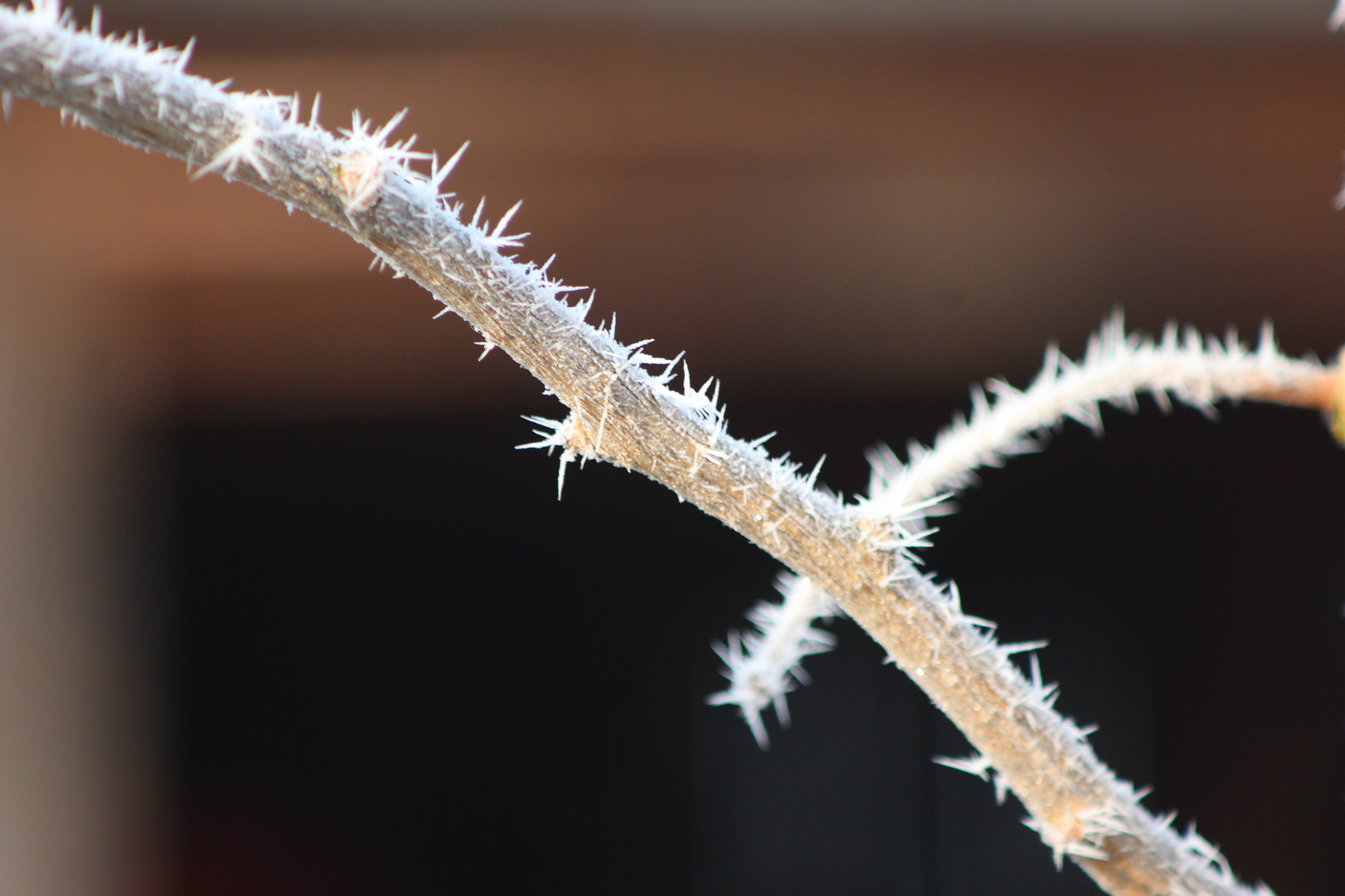 Canon EF 80-200mm F4.5-5.6 II sample photo. Ripened brenches photography