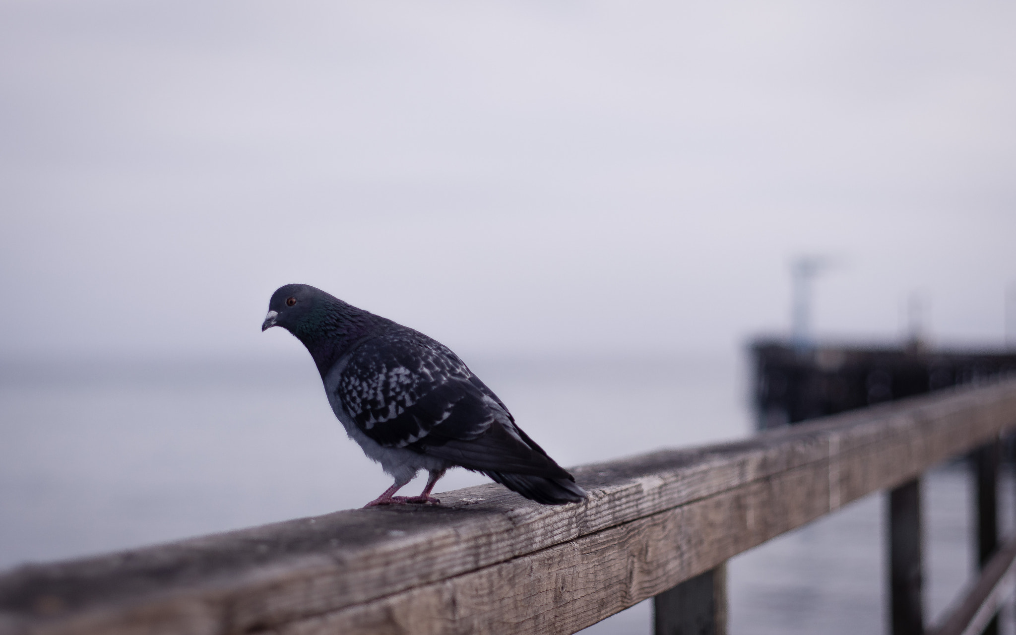 Pentax K-x + A Series Lens sample photo. ( fly away. ) photography