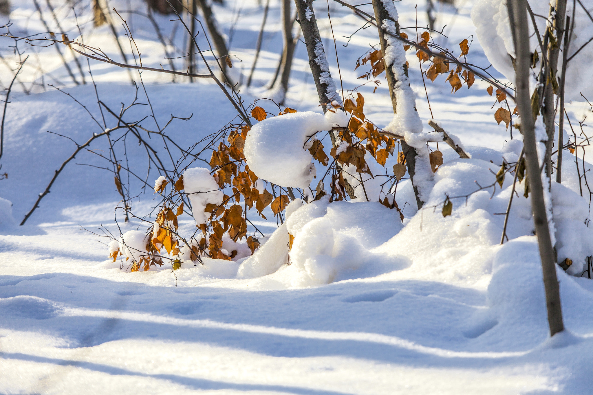 Canon EF 80-200mm f/2.8L sample photo. In winter forest photography
