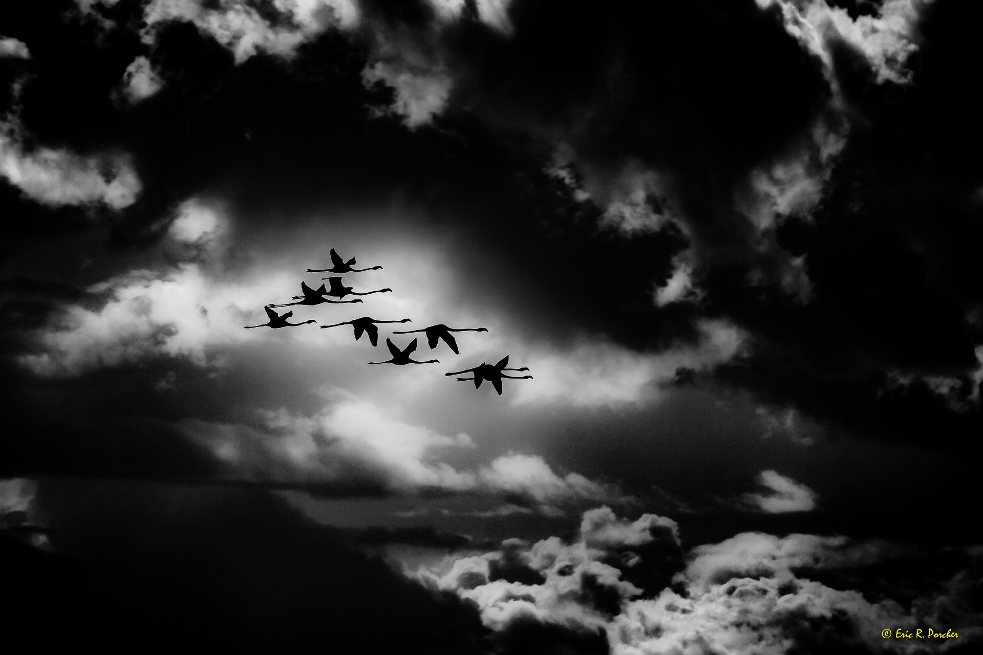 Canon EF 70-200mm F2.8L IS II USM sample photo. Pink flamingos patrol photography