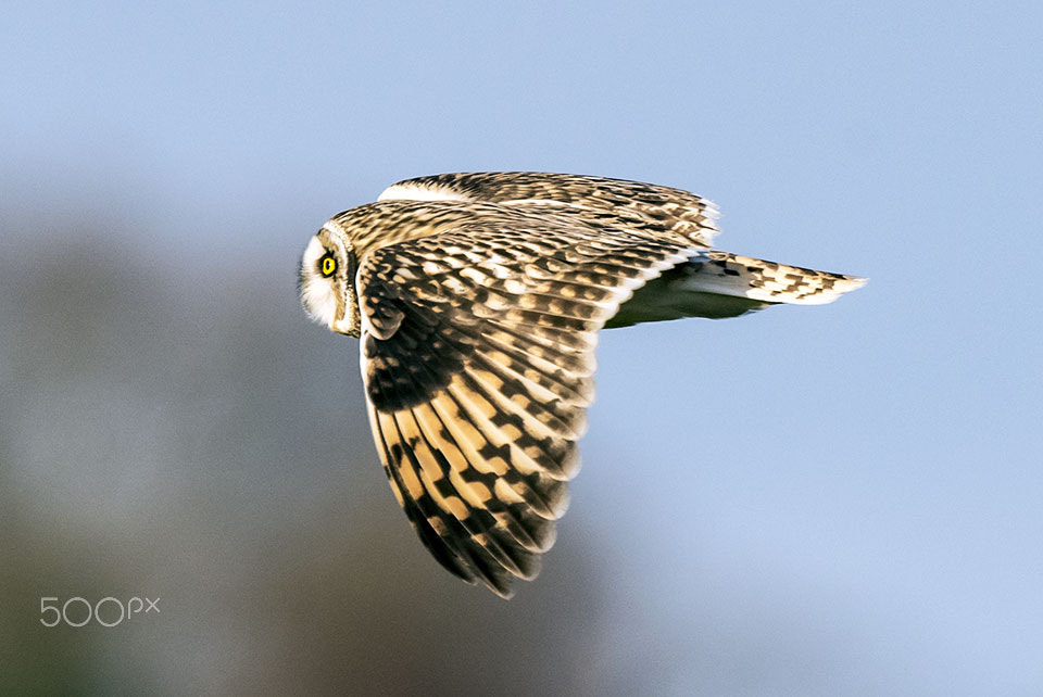 Nikon AF-S Nikkor 400mm F2.8G ED VR II sample photo. Wildlife photography photography