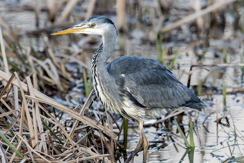 Nikon AF-S Nikkor 400mm F2.8G ED VR II sample photo. Wildlife photography photography