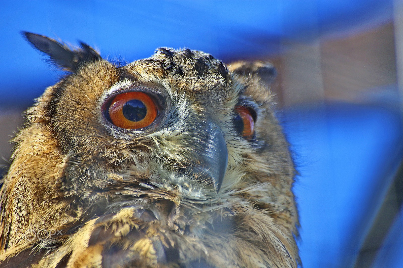 Sigma 70-300mm F4-5.6 APO DG Macro sample photo. Bird filin (lat. bubo bubo) photography
