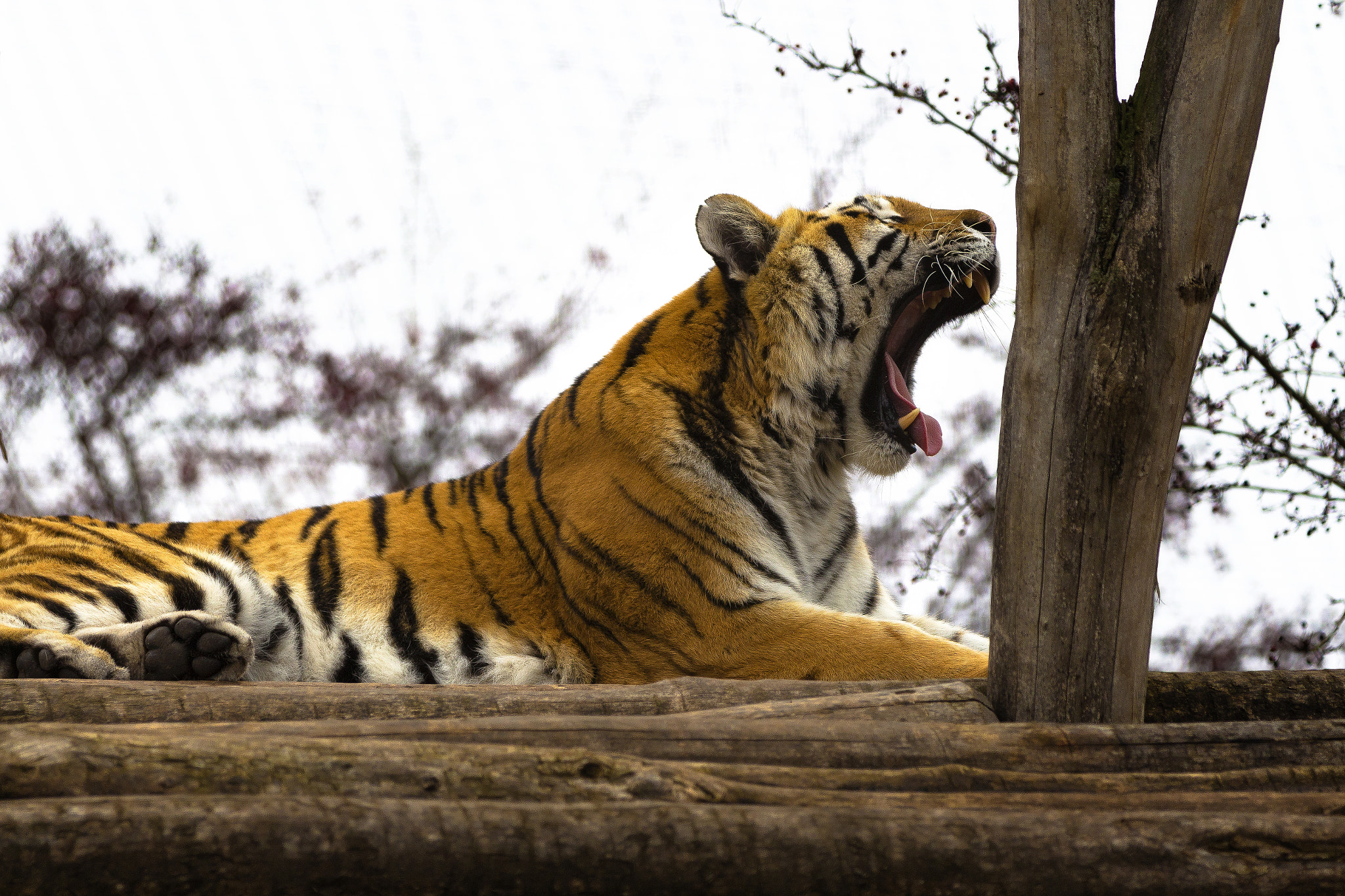 Canon EF 70-200mm F2.8L IS II USM sample photo. Fang of the tiger photography