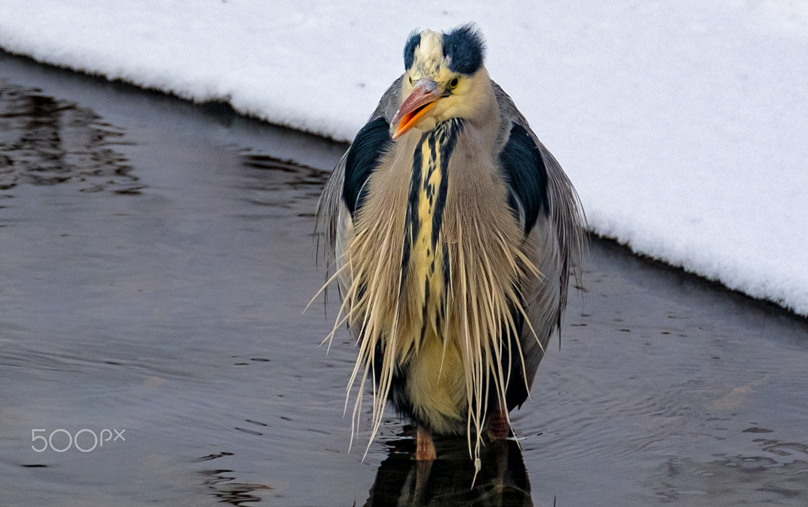 XF50-140mmF2.8 R LM OIS WR + 1.4x sample photo. Gråhegre- photography