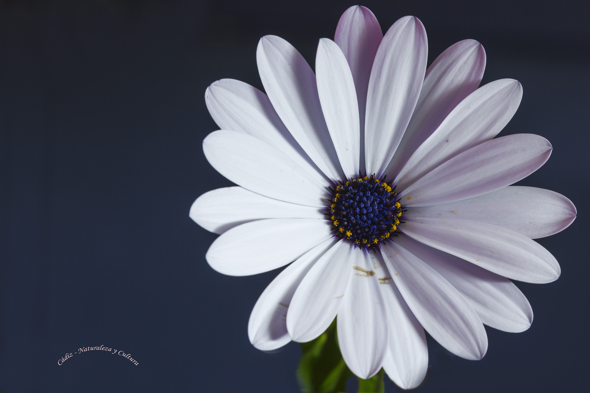 Sigma 105mm F2.8 EX DG OS HSM sample photo. Saturno photography