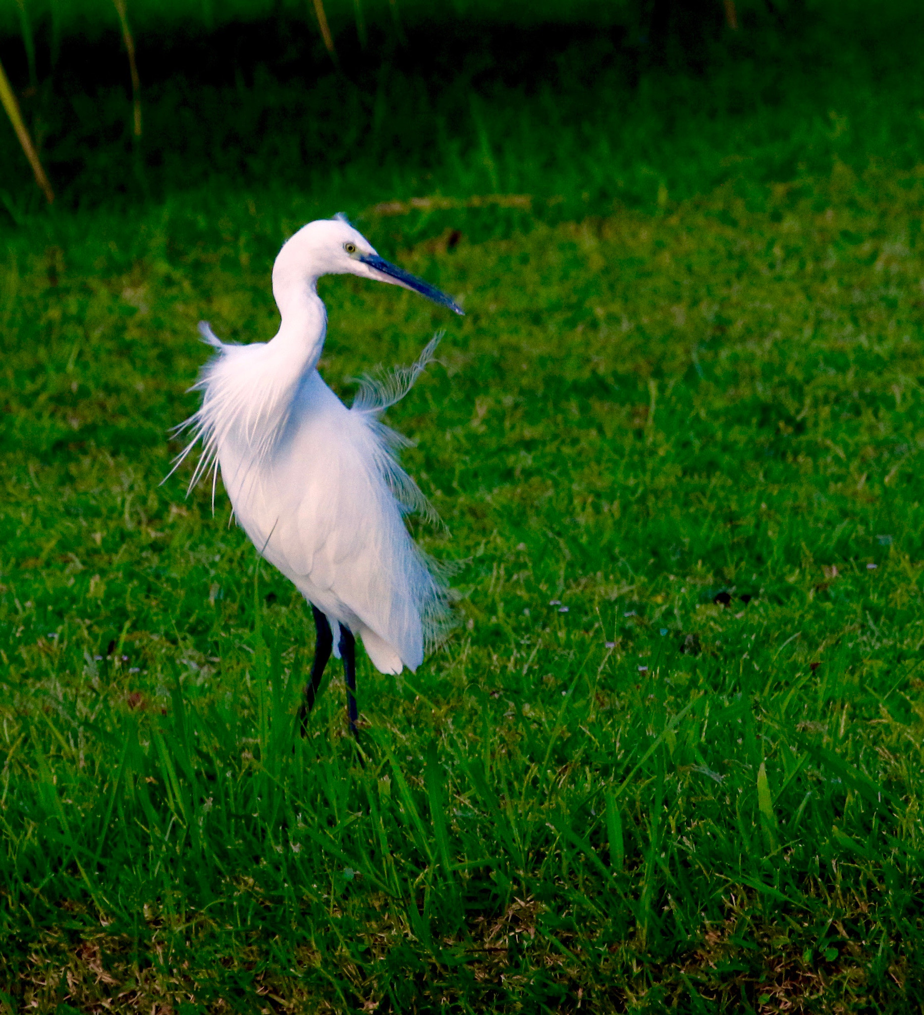 Canon EF 100-400mm F4.5-5.6L IS USM sample photo. Little egret enjoying the wind photography