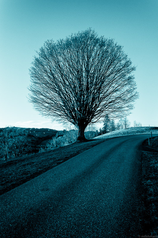 Nikon AF-S Nikkor 200-400mm F4G ED-IF VR sample photo. Solitary tree photography