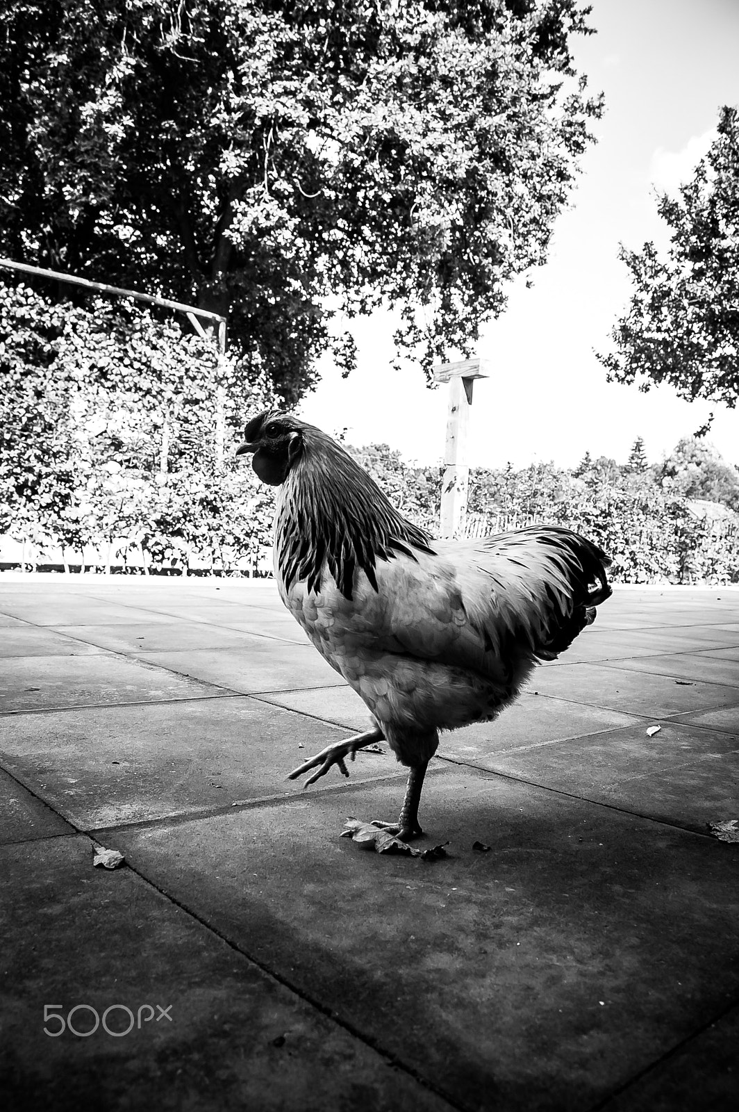 Nikon D70 sample photo. Chicken run photography