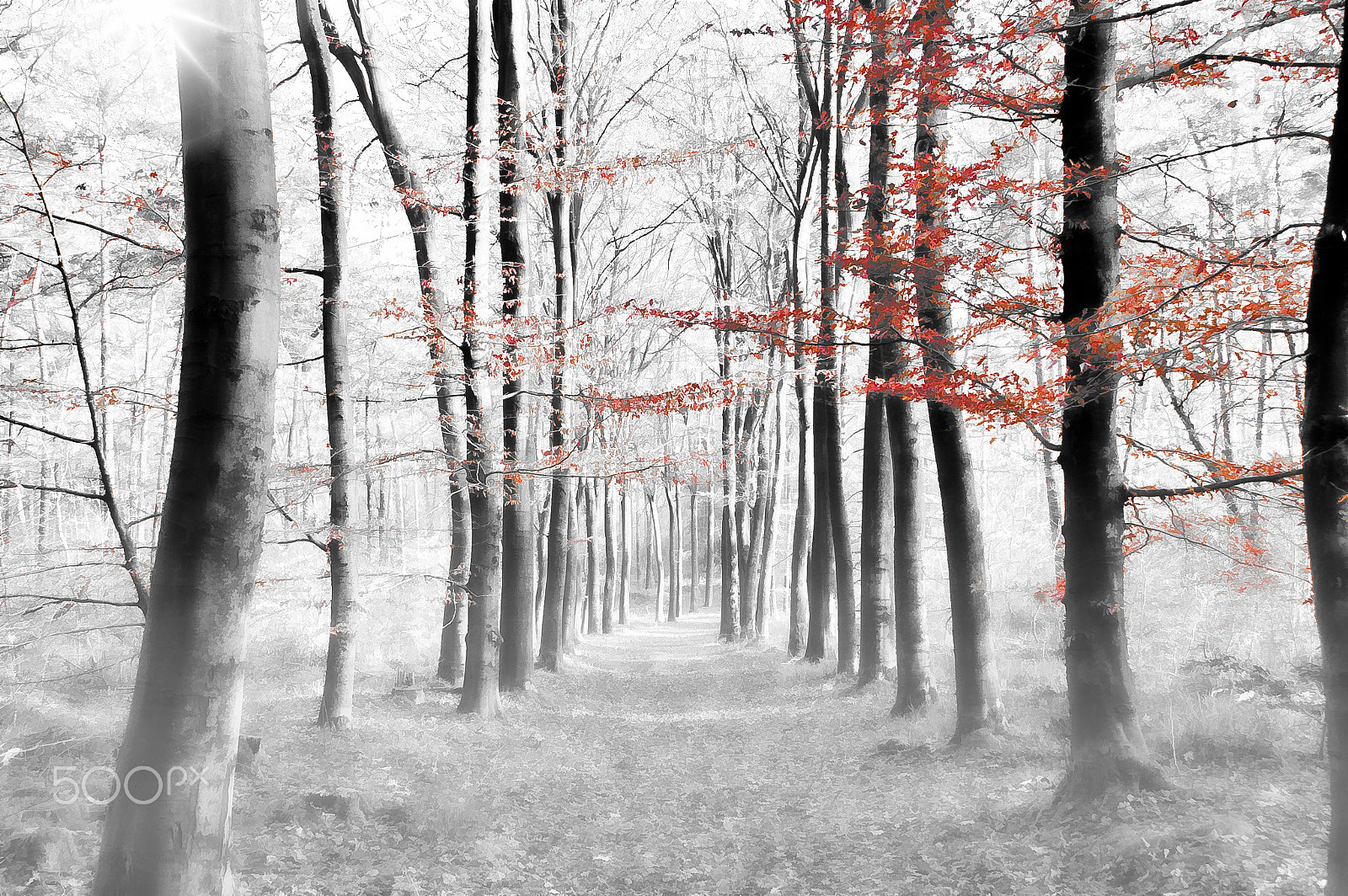 Nikon D70 sample photo. Black and white forest photography