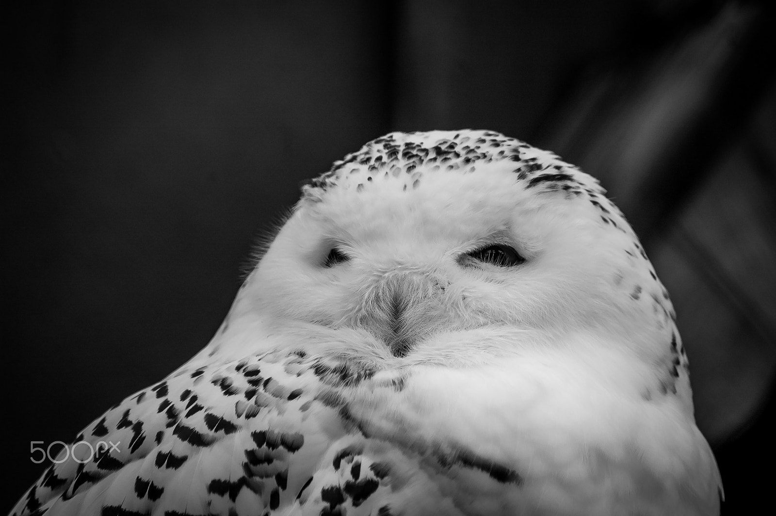 Nikon D70 sample photo. Closeup of an owl photography