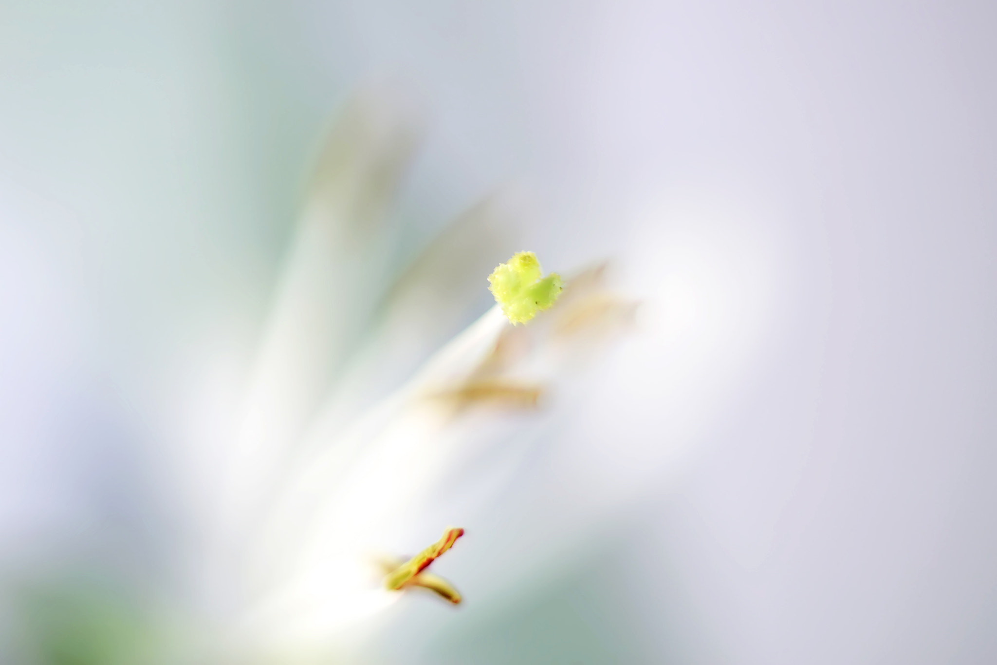 Canon EF 50mm F2.5 Macro sample photo. Gina ballerina photography