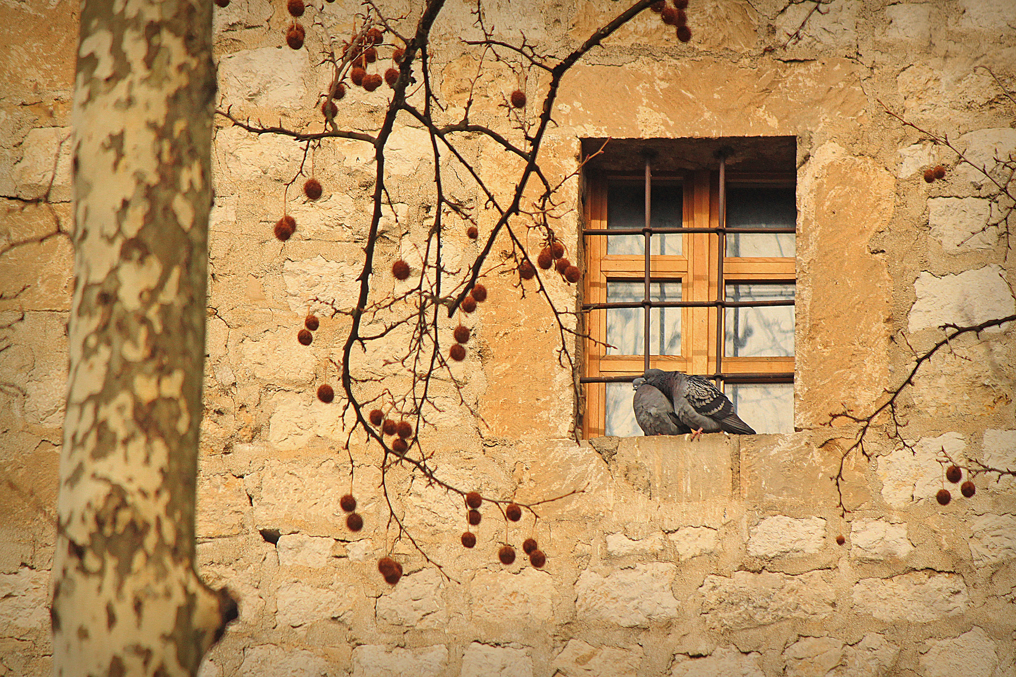 Canon EOS 500D (EOS Rebel T1i / EOS Kiss X3) sample photo. Window of love photography