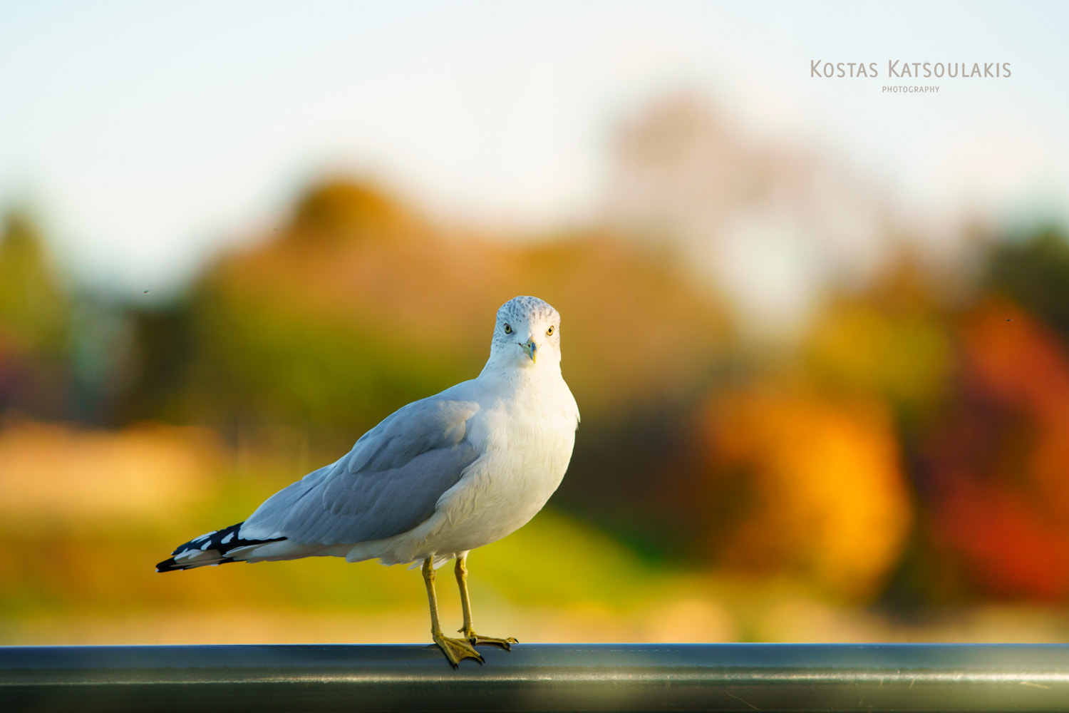 Sigma M-AF 70-200mm F2.8 EX APO sample photo. Seagull photography