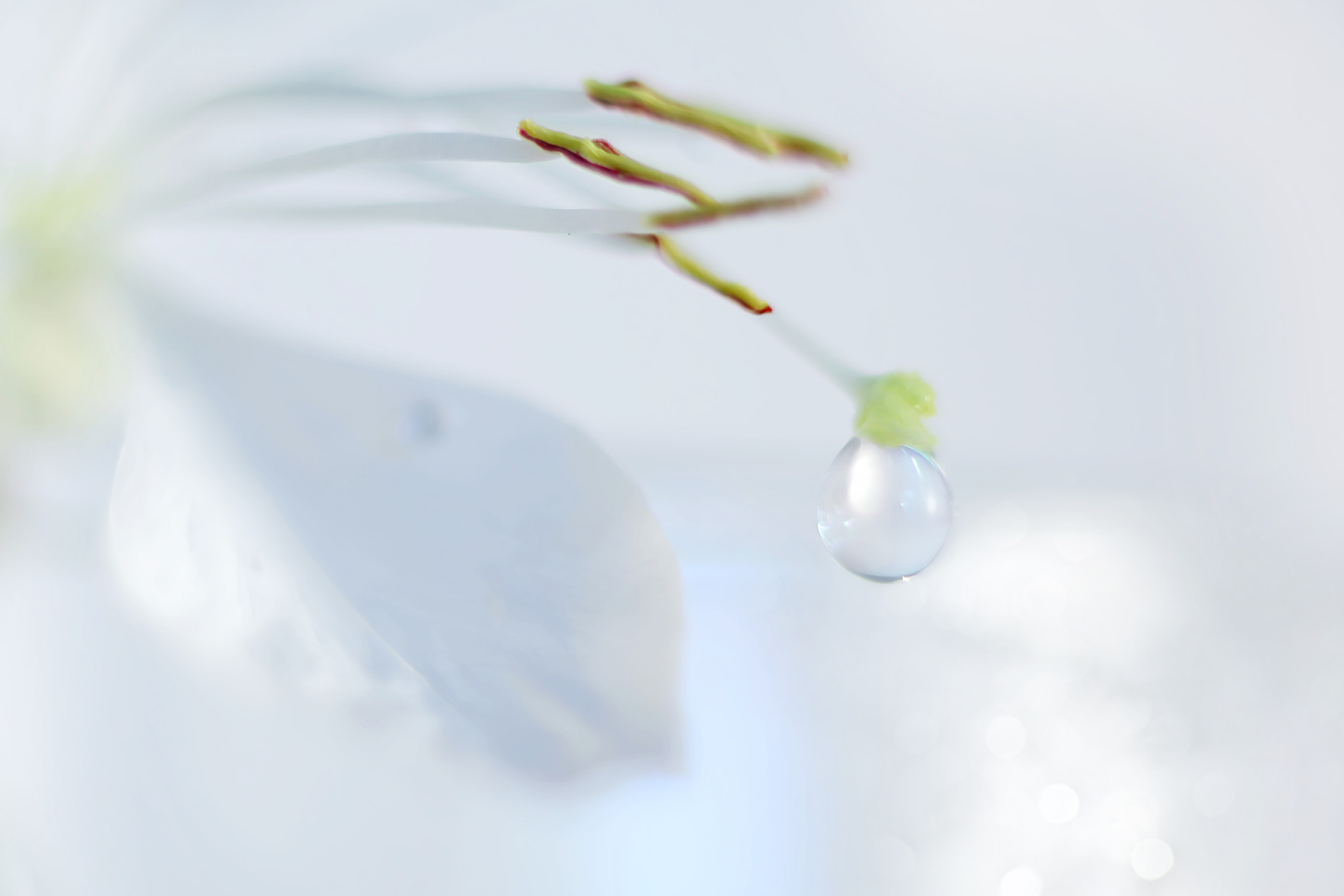 Canon EF 50mm F2.5 Macro sample photo. Gina's lament photography