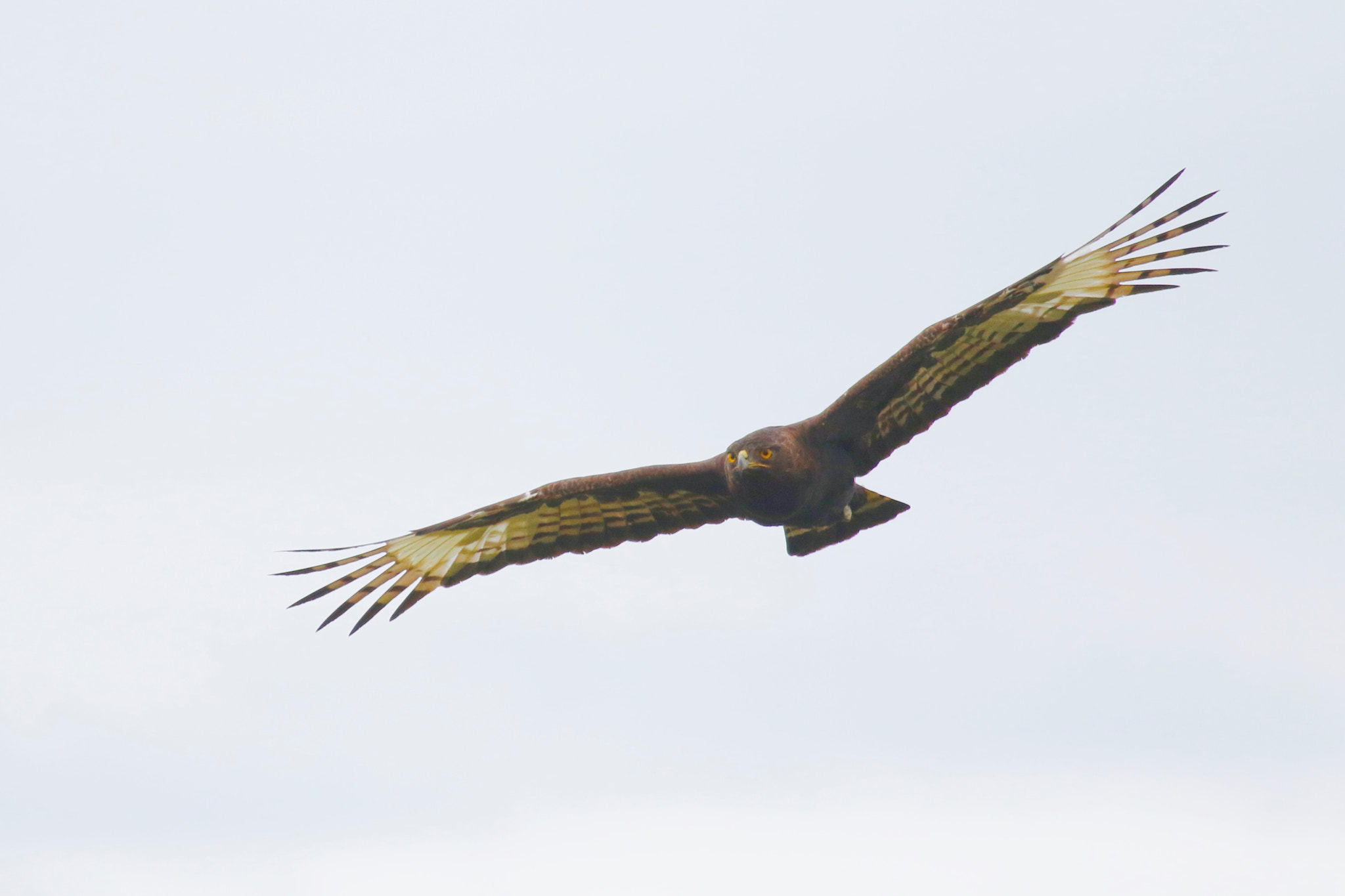 Canon EF 100-400mm F4.5-5.6L IS USM sample photo. Longcrested eagle photography