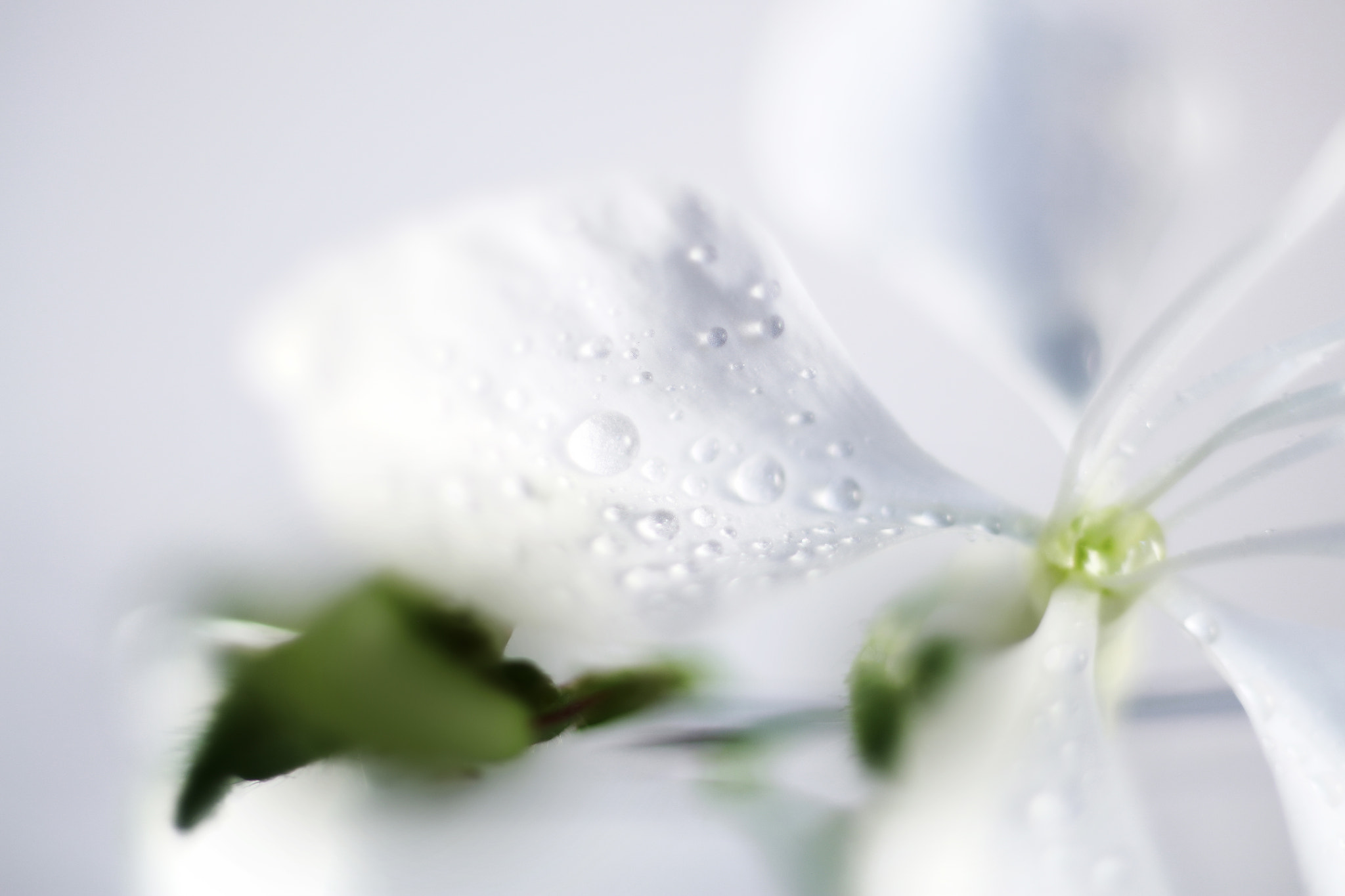 Canon EF 50mm F2.5 Macro sample photo. Gina and friends photography