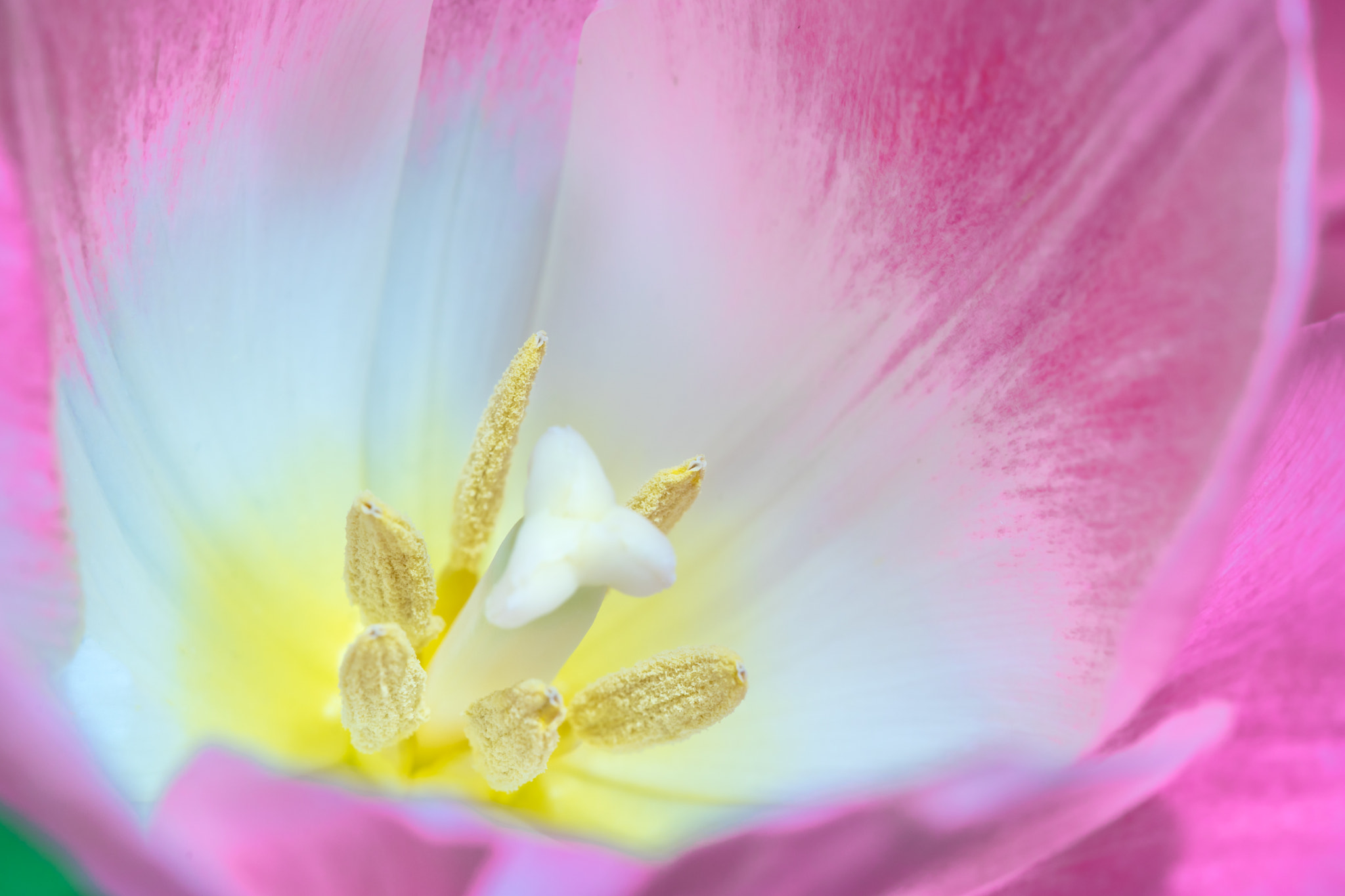 Sony a7 + Canon EF 100mm F2.8 Macro USM sample photo. Flower photography