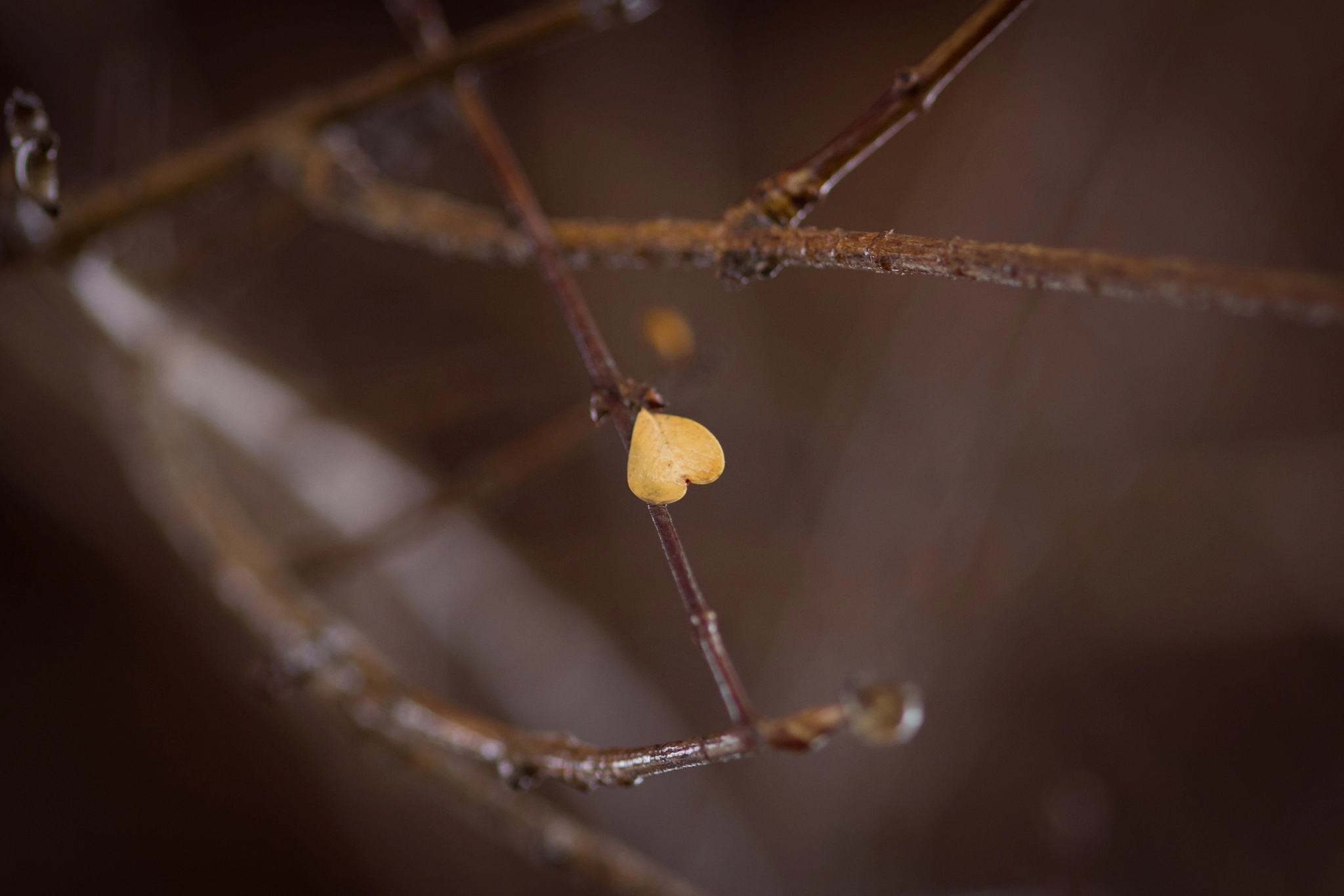 Canon EOS 7D + Sigma 105mm F2.8 EX DG Macro sample photo. The heart of the tree photography