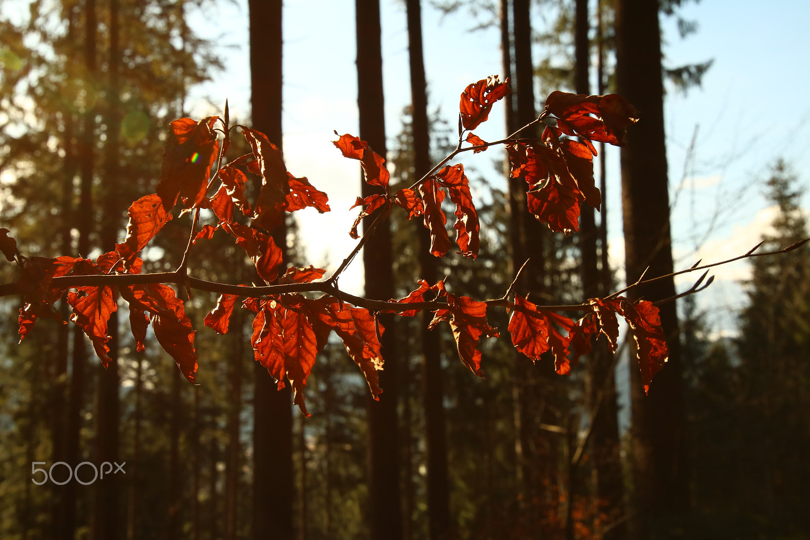 Canon EOS 750D (EOS Rebel T6i / EOS Kiss X8i) + Canon EF 300mm f/2.8L sample photo. The glowing leaves photography