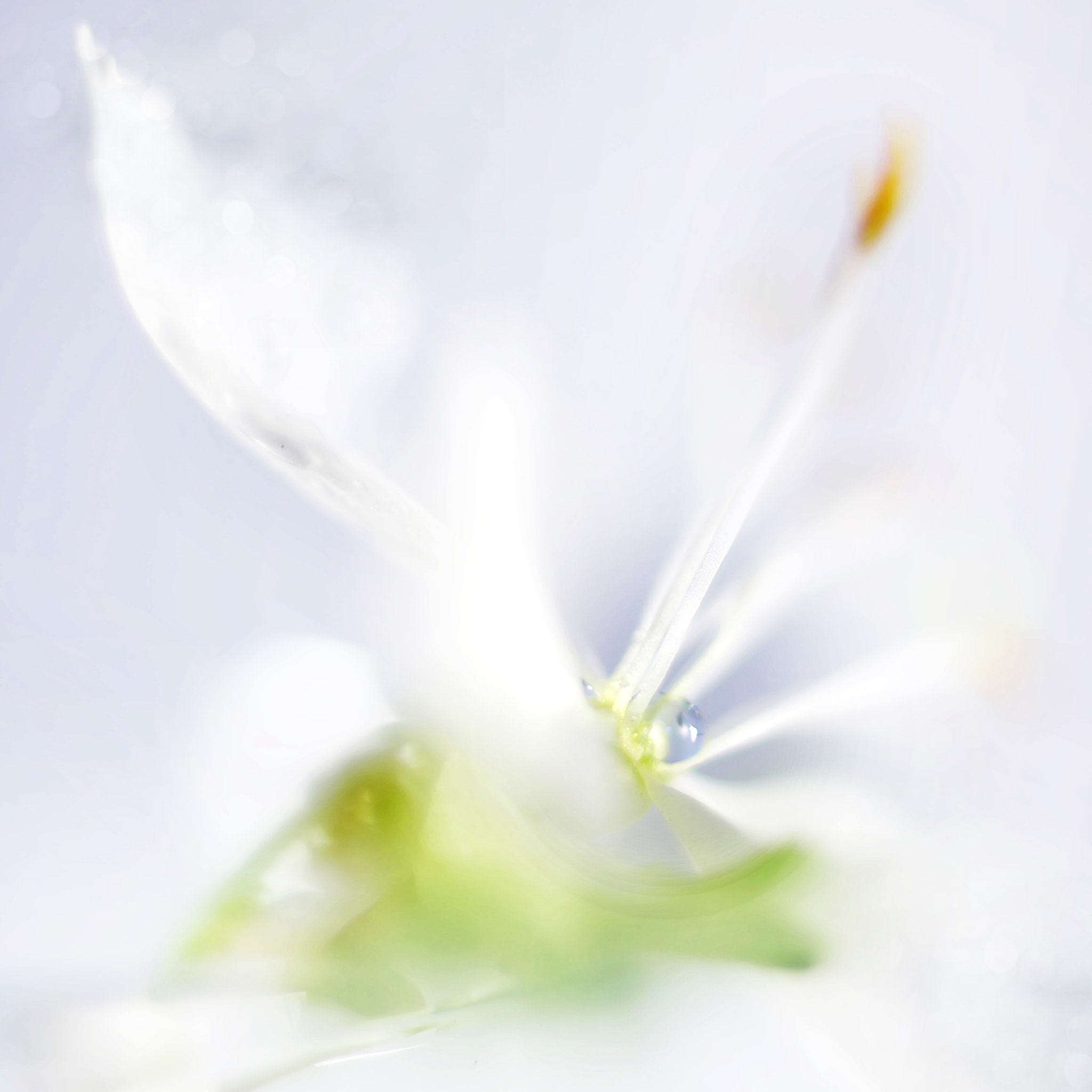 Canon EF 50mm F2.5 Macro sample photo. Gina's daughter photography