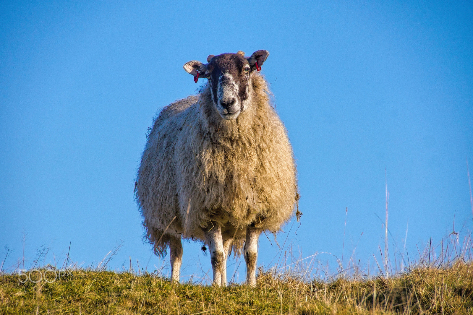 Tamron 18-270mm F3.5-6.3 Di II PZD sample photo. Lone sheep on skyline. photography