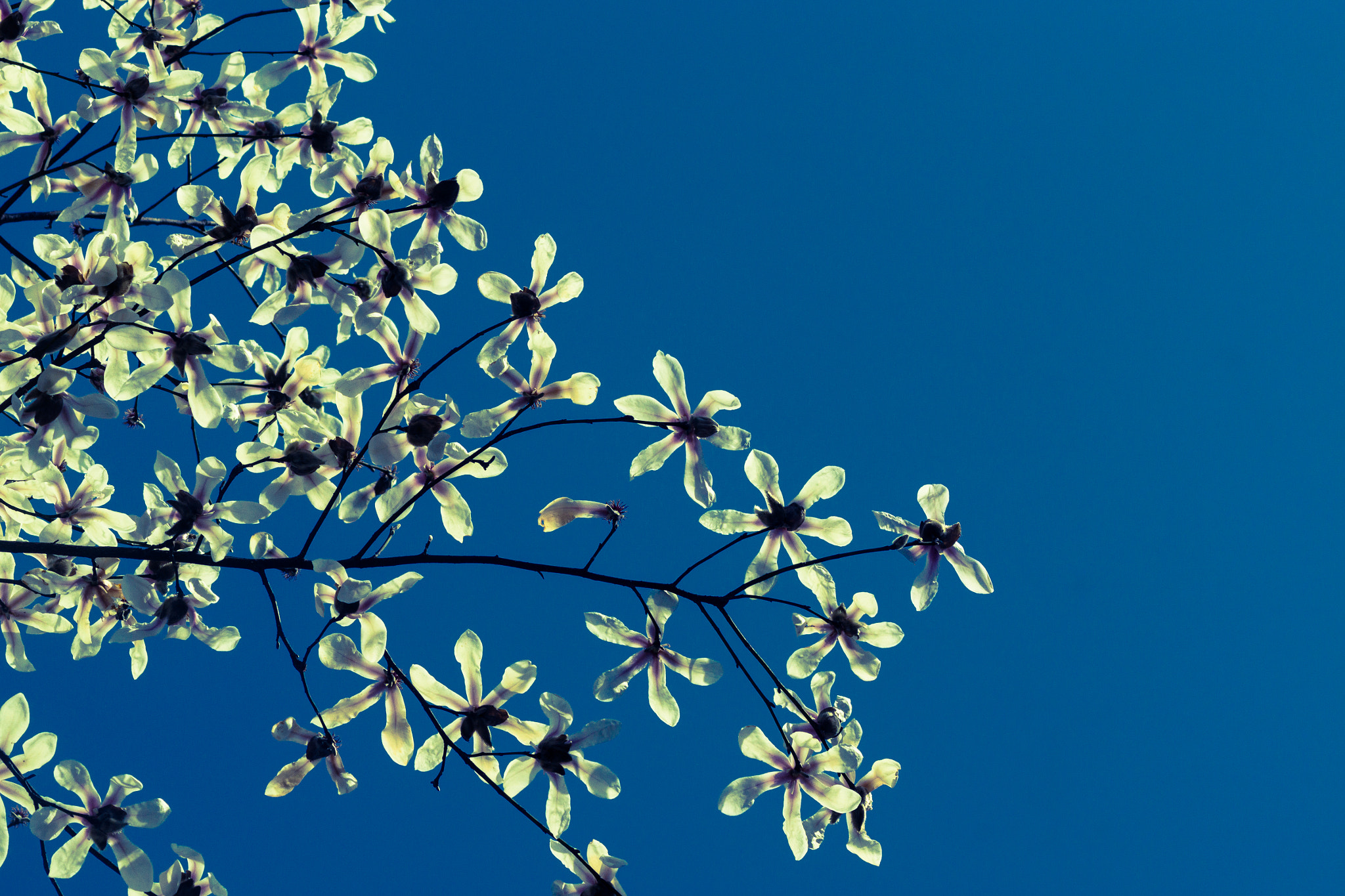 Sony SLT-A77 + Sony 100mm F2.8 Macro sample photo. Yulan under bluesky photography