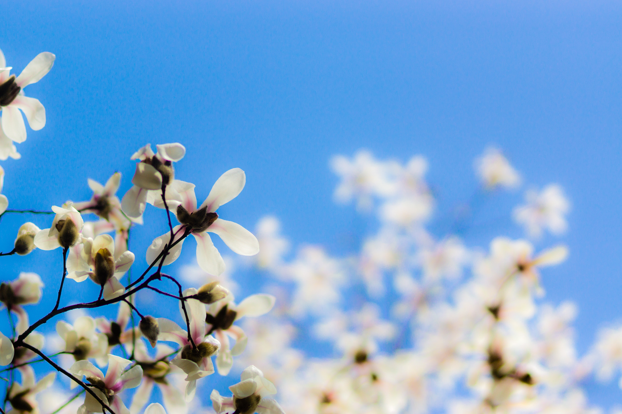 Sony SLT-A77 + Sony 100mm F2.8 Macro sample photo. Yulan photography