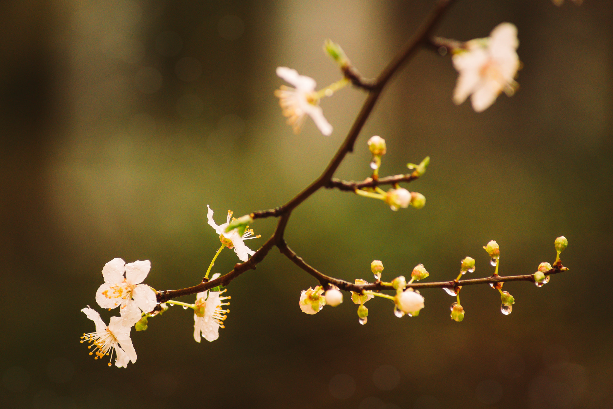 Sony 75-300mm F4.5-5.6 sample photo. Flowers of spring &amp; rain drops photography