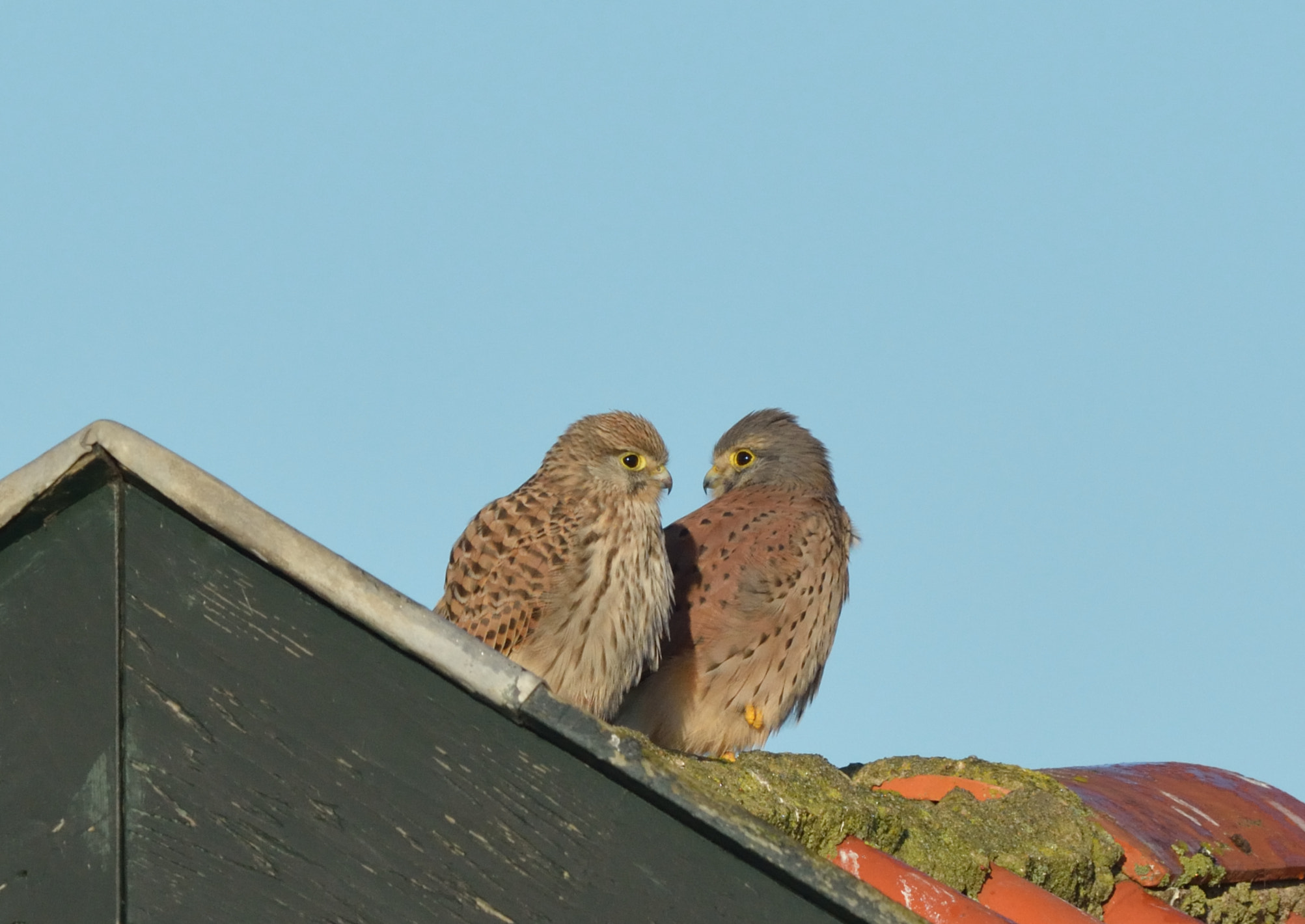 Nikon AF-S Nikkor 600mm F4G ED VR sample photo. Falco tinniculus (falcon) photography