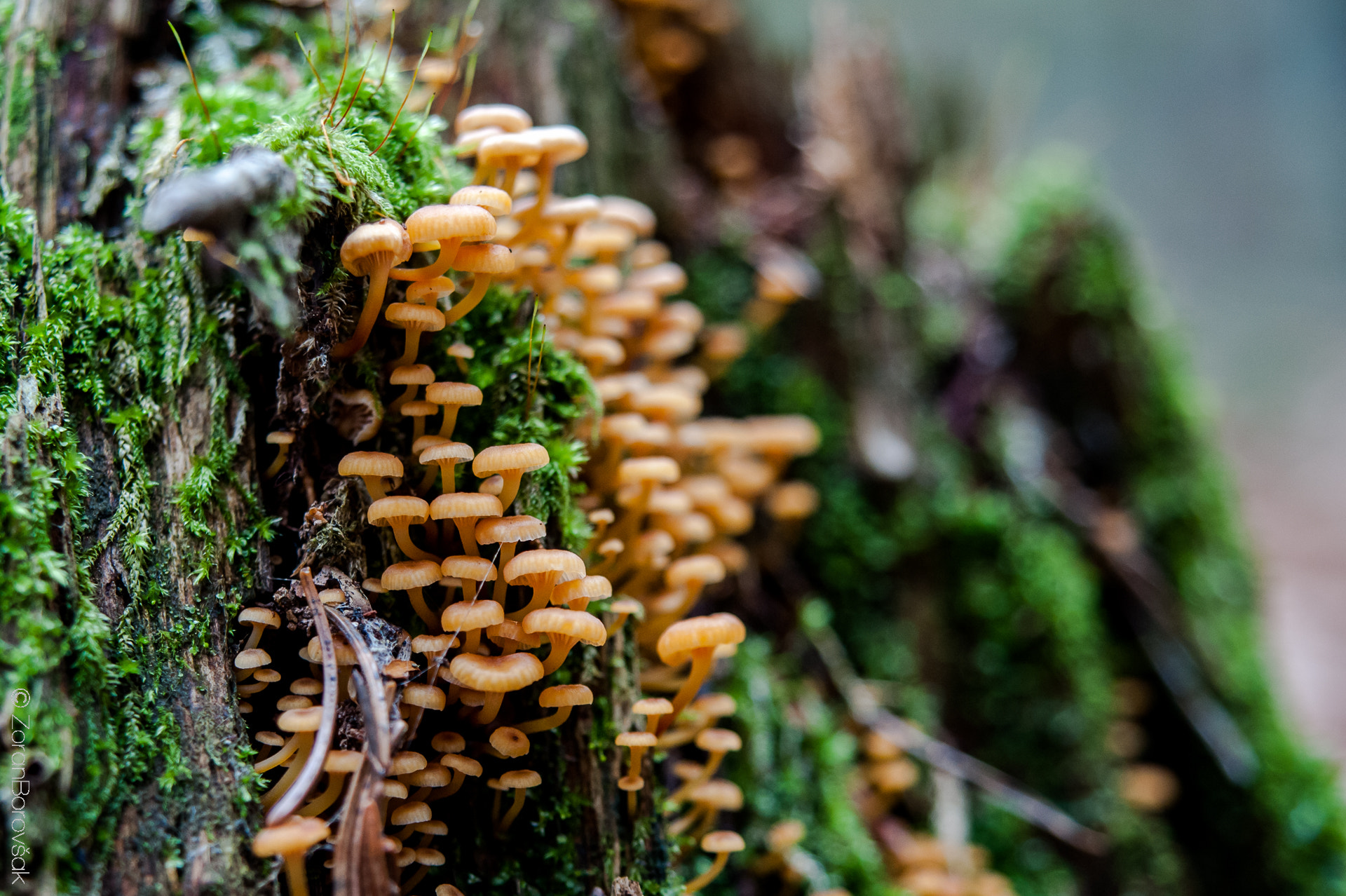 AF Zoom-Nikkor 35-105mm f/3.5-4.5 sample photo. Shrooms photography