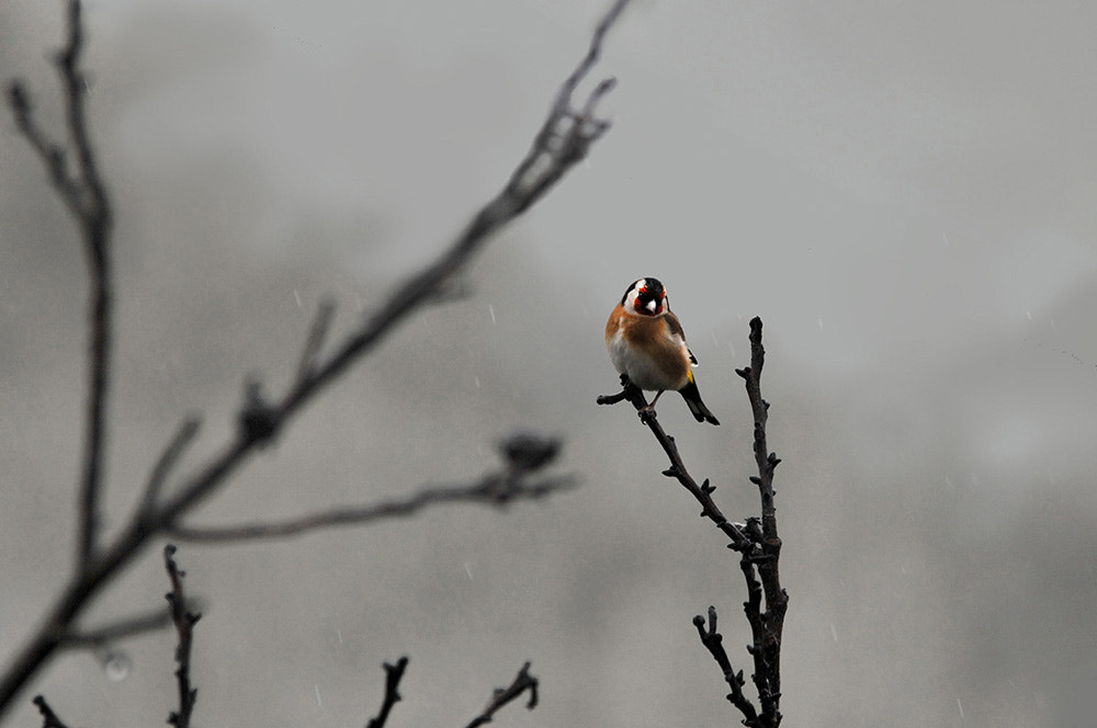 Sigma 150-500mm F5-6.3 DG OS HSM sample photo. European goldfinch photography