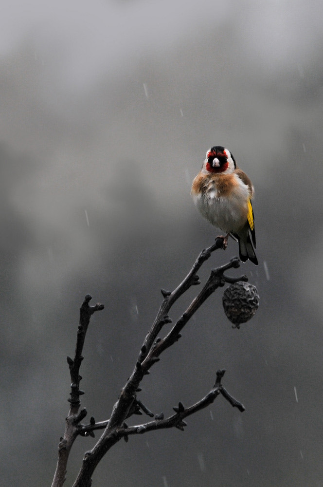 Sigma 150-500mm F5-6.3 DG OS HSM sample photo. European goldfinch ii photography