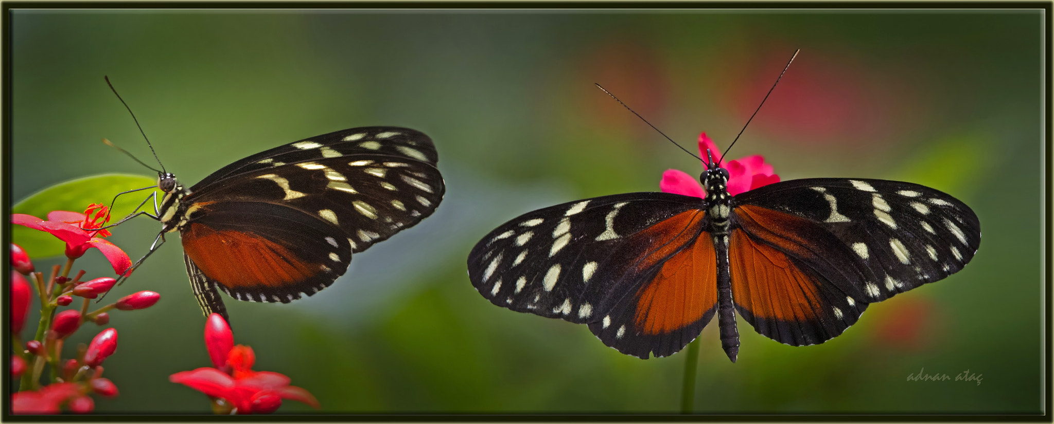 Nikon D3S + Sigma 50-500mm F4.5-6.3 DG OS HSM sample photo. Heliconius hecale - tiger longwing - papilio hecal photography