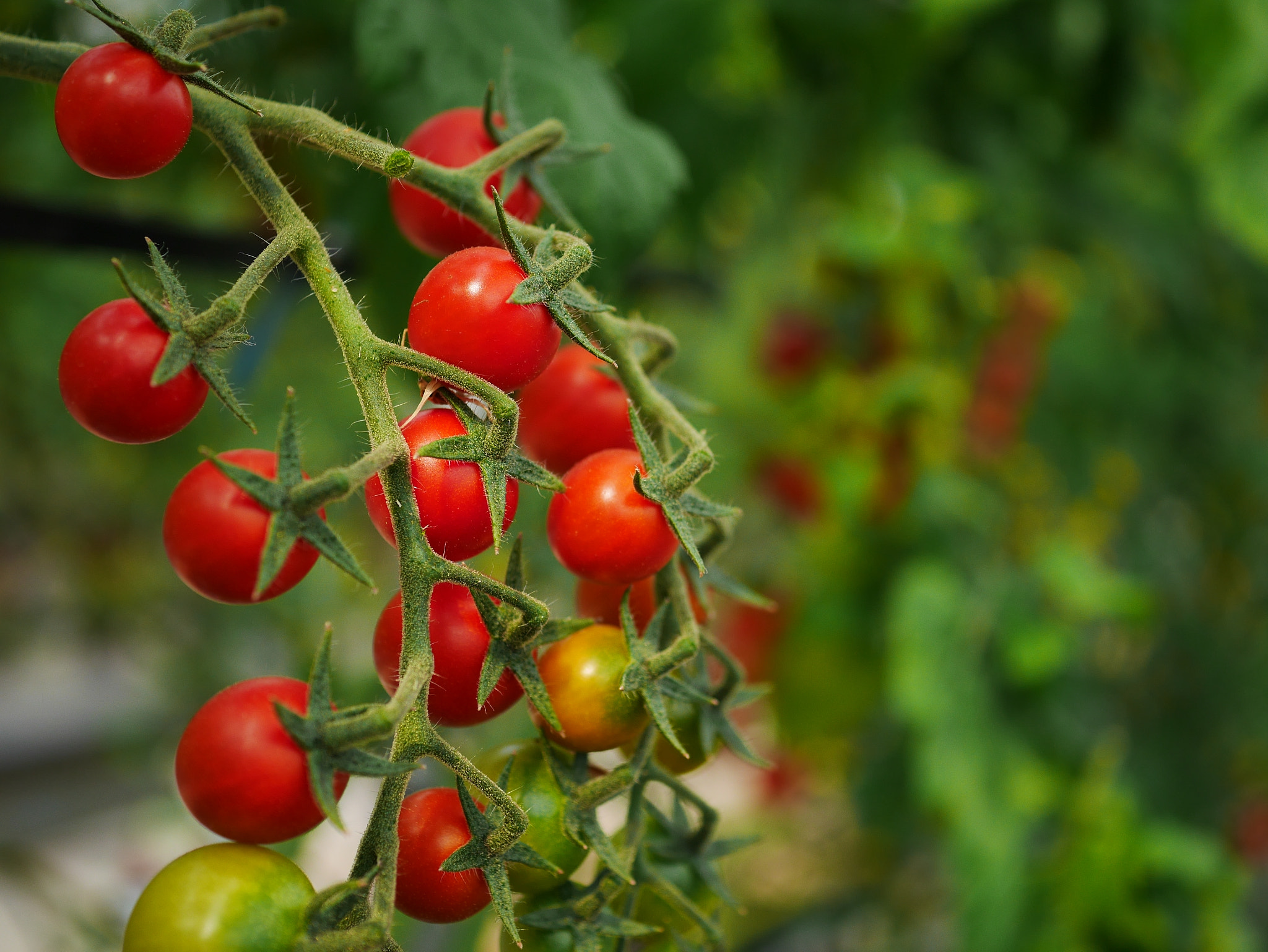 Panasonic Lumix G Macro 30mm F2.8 ASPH Mega OIS sample photo. Sweet tomatoes photography