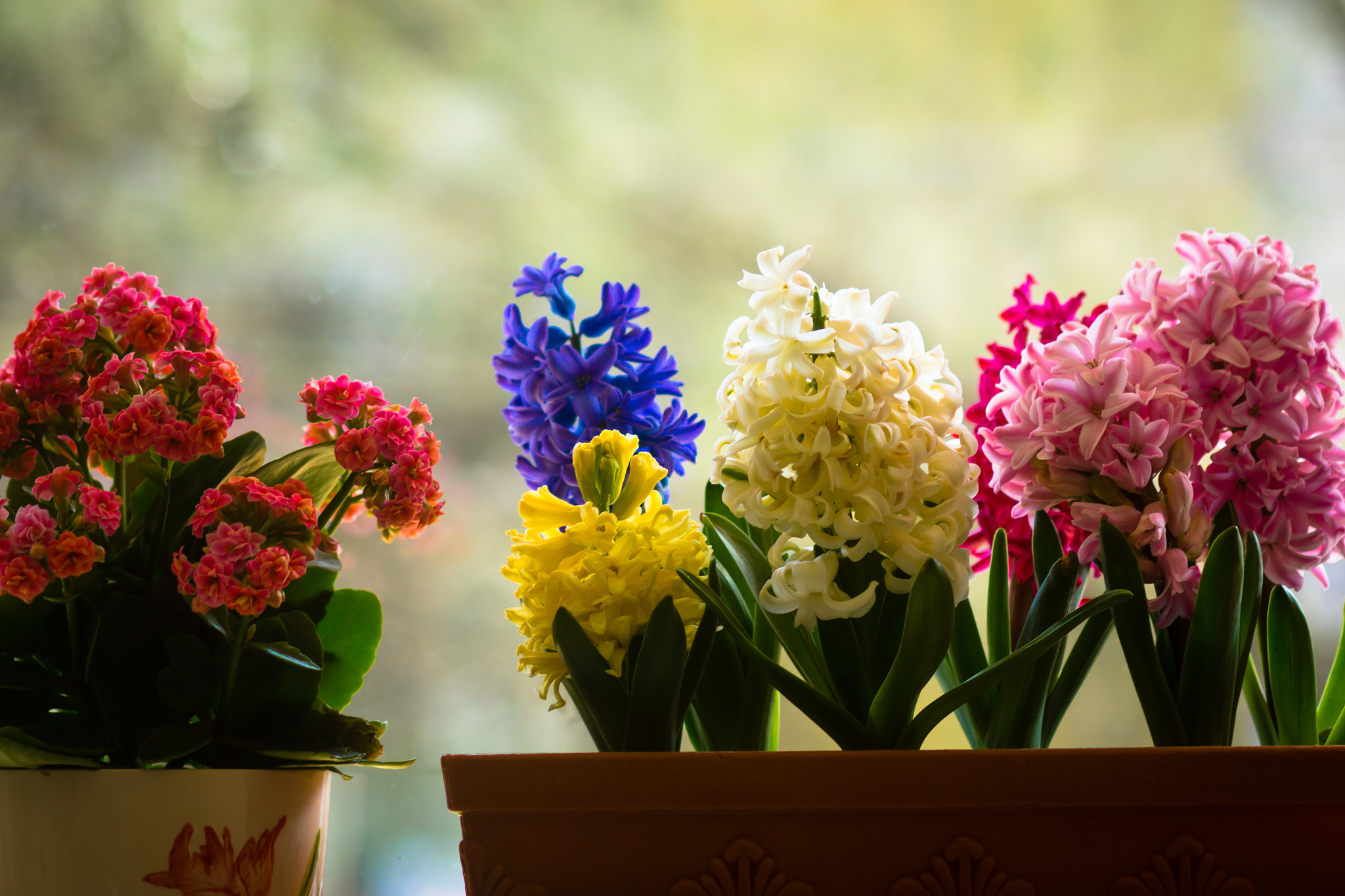 Sony SLT-A77 + Sony 100mm F2.8 Macro sample photo. Flowers photography